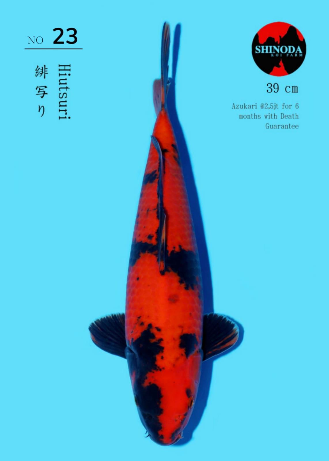 Lelang Koi Online, Jual Beli Ikan Koi, Pusat Jual Beli Koi, Info Lelang Koi Hari Ini, Platform Jual Beli Koi, Jual Beli Ikan Koi Online, Marketplace Ikan Koi, Jual Koi Terbaik, Tempat Beli Koi Berkualitas, Pasar Ikan Koi Online Terpercaya, Penjual Ikan Koi Terpercaya, Beli Koi Hias Online, Ikan Koi untuk Dijual, Koi Kualitas Terbaik, Toko Online Ikan Koi, Koi Hias Untuk Dijual, Jual Beli Ikan Koi Lokal, Koi Indonesia Online, Pusat Jual Beli Koi Terbesar