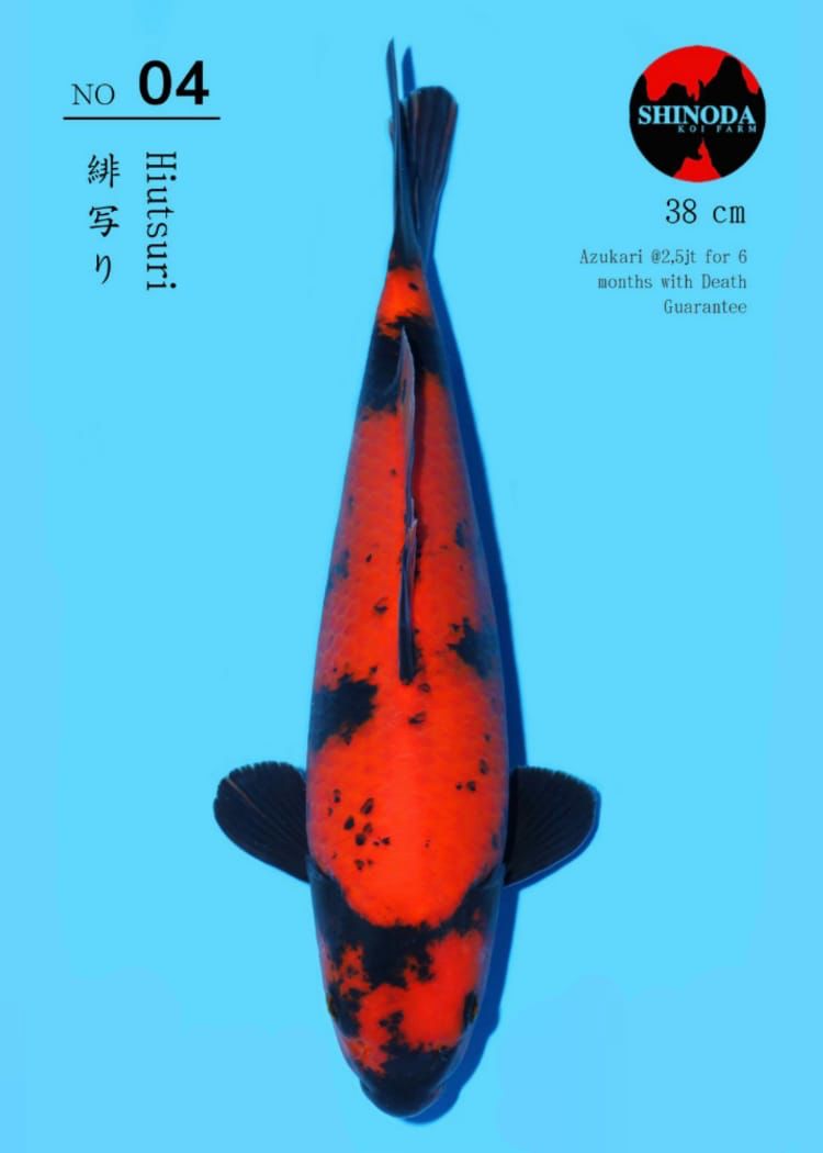 Lelang Koi Online, Jual Beli Ikan Koi, Pusat Jual Beli Koi, Info Lelang Koi Hari Ini, Platform Jual Beli Koi, Jual Beli Ikan Koi Online, Marketplace Ikan Koi, Jual Koi Terbaik, Tempat Beli Koi Berkualitas, Pasar Ikan Koi Online Terpercaya, Penjual Ikan Koi Terpercaya, Beli Koi Hias Online, Ikan Koi untuk Dijual, Koi Kualitas Terbaik, Toko Online Ikan Koi, Koi Hias Untuk Dijual, Jual Beli Ikan Koi Lokal, Koi Indonesia Online, Pusat Jual Beli Koi Terbesar