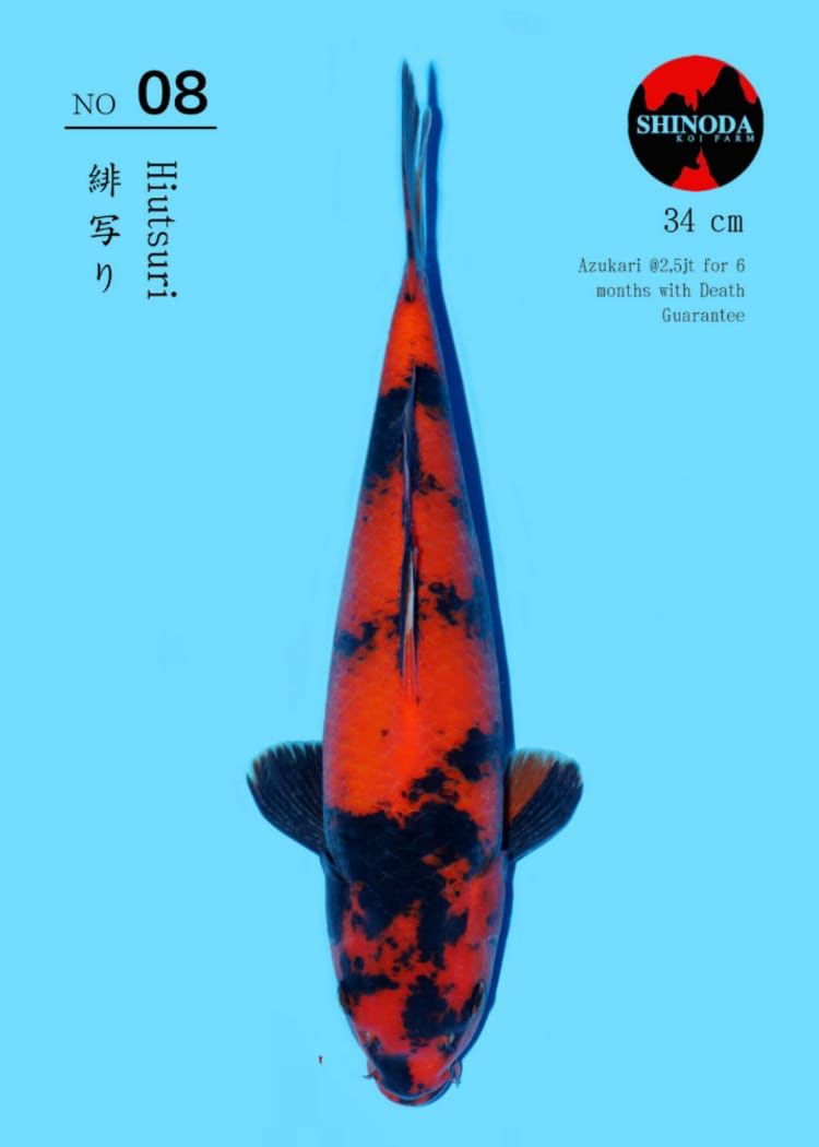 Lelang Koi Online, Jual Beli Ikan Koi, Pusat Jual Beli Koi, Info Lelang Koi Hari Ini, Platform Jual Beli Koi, Jual Beli Ikan Koi Online, Marketplace Ikan Koi, Jual Koi Terbaik, Tempat Beli Koi Berkualitas, Pasar Ikan Koi Online Terpercaya, Penjual Ikan Koi Terpercaya, Beli Koi Hias Online, Ikan Koi untuk Dijual, Koi Kualitas Terbaik, Toko Online Ikan Koi, Koi Hias Untuk Dijual, Jual Beli Ikan Koi Lokal, Koi Indonesia Online, Pusat Jual Beli Koi Terbesar