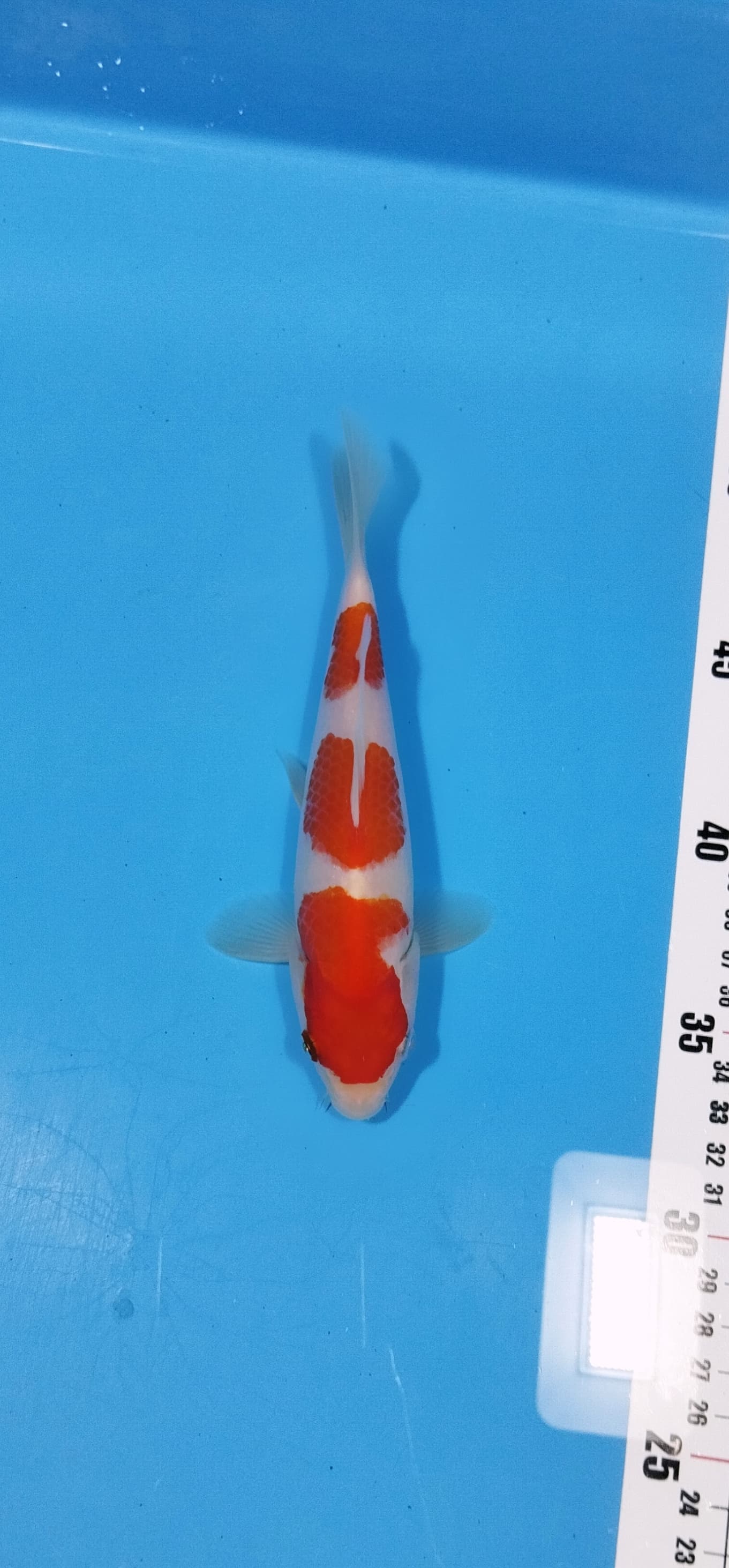 Lelang Koi Online, Jual Beli Ikan Koi, Pusat Jual Beli Koi, Info Lelang Koi Hari Ini, Platform Jual Beli Koi, Jual Beli Ikan Koi Online, Marketplace Ikan Koi, Jual Koi Terbaik, Tempat Beli Koi Berkualitas, Pasar Ikan Koi Online Terpercaya, Penjual Ikan Koi Terpercaya, Beli Koi Hias Online, Ikan Koi untuk Dijual, Koi Kualitas Terbaik, Toko Online Ikan Koi, Koi Hias Untuk Dijual, Jual Beli Ikan Koi Lokal, Koi Indonesia Online, Pusat Jual Beli Koi Terbesar