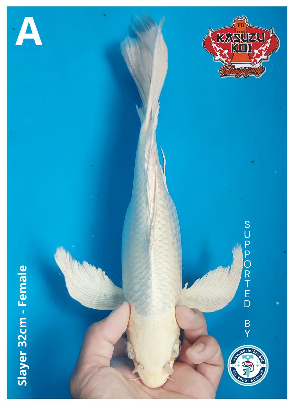 Lelang Koi Online, Jual Beli Ikan Koi, Pusat Jual Beli Koi, Info Lelang Koi Hari Ini, Platform Jual Beli Koi, Jual Beli Ikan Koi Online, Marketplace Ikan Koi, Jual Koi Terbaik, Tempat Beli Koi Berkualitas, Pasar Ikan Koi Online Terpercaya, Penjual Ikan Koi Terpercaya, Beli Koi Hias Online, Ikan Koi untuk Dijual, Koi Kualitas Terbaik, Toko Online Ikan Koi, Koi Hias Untuk Dijual, Jual Beli Ikan Koi Lokal, Koi Indonesia Online, Pusat Jual Beli Koi Terbesar
