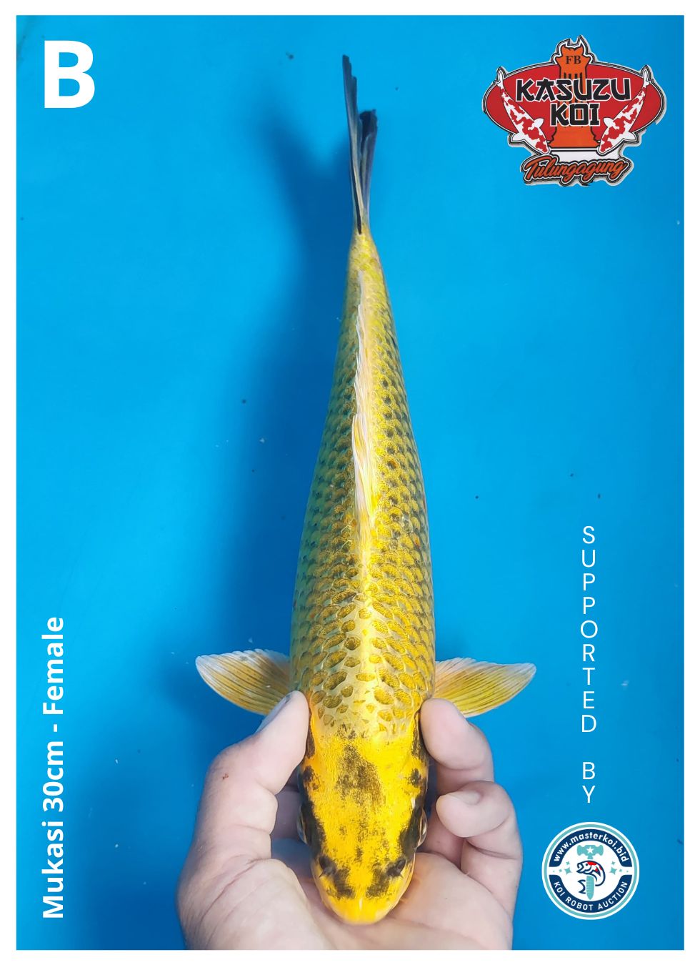 Lelang Koi Online, Jual Beli Ikan Koi, Pusat Jual Beli Koi, Info Lelang Koi Hari Ini, Platform Jual Beli Koi, Jual Beli Ikan Koi Online, Marketplace Ikan Koi, Jual Koi Terbaik, Tempat Beli Koi Berkualitas, Pasar Ikan Koi Online Terpercaya, Penjual Ikan Koi Terpercaya, Beli Koi Hias Online, Ikan Koi untuk Dijual, Koi Kualitas Terbaik, Toko Online Ikan Koi, Koi Hias Untuk Dijual, Jual Beli Ikan Koi Lokal, Koi Indonesia Online, Pusat Jual Beli Koi Terbesar