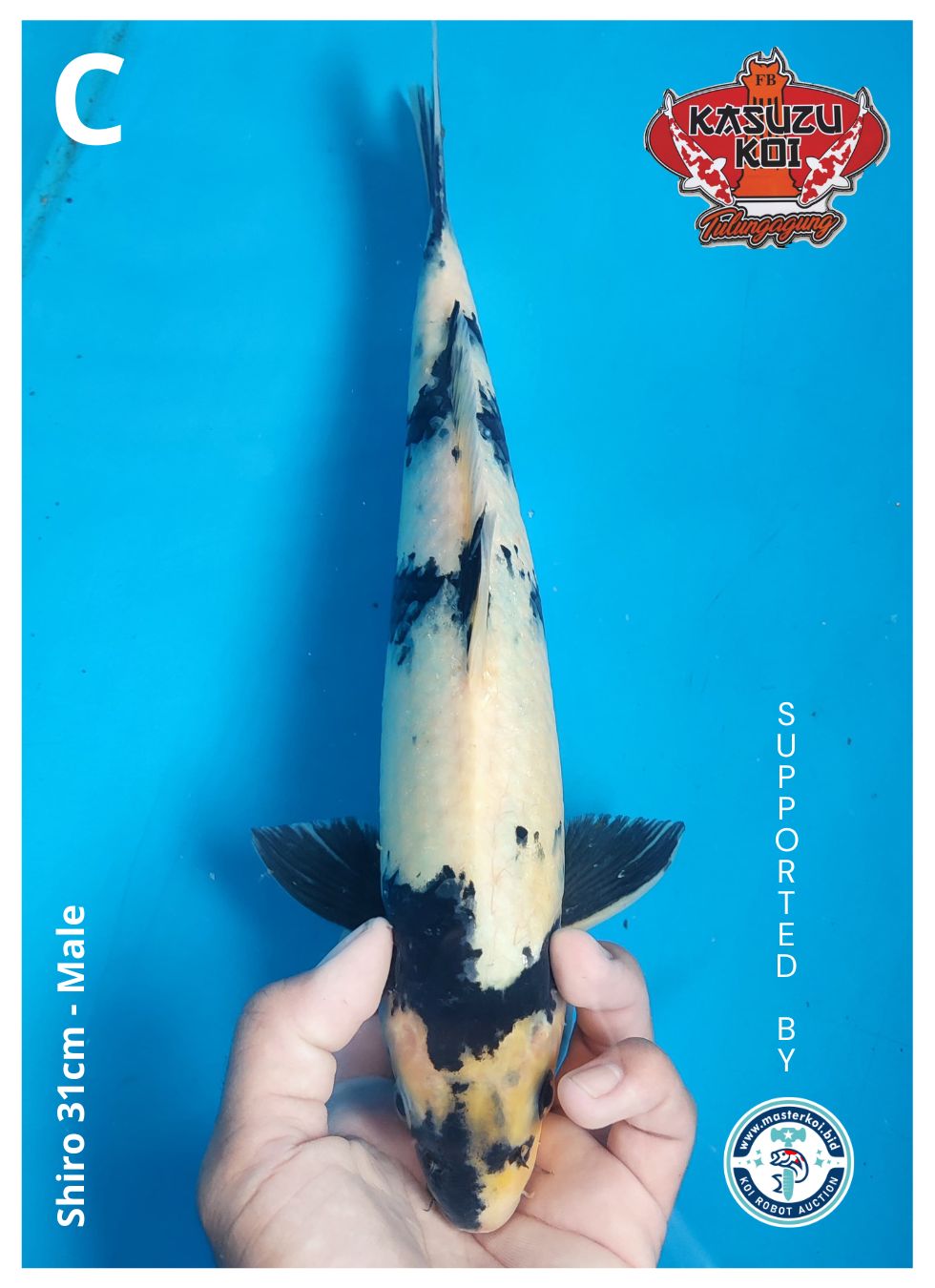 Lelang Koi Online, Jual Beli Ikan Koi, Pusat Jual Beli Koi, Info Lelang Koi Hari Ini, Platform Jual Beli Koi, Jual Beli Ikan Koi Online, Marketplace Ikan Koi, Jual Koi Terbaik, Tempat Beli Koi Berkualitas, Pasar Ikan Koi Online Terpercaya, Penjual Ikan Koi Terpercaya, Beli Koi Hias Online, Ikan Koi untuk Dijual, Koi Kualitas Terbaik, Toko Online Ikan Koi, Koi Hias Untuk Dijual, Jual Beli Ikan Koi Lokal, Koi Indonesia Online, Pusat Jual Beli Koi Terbesar