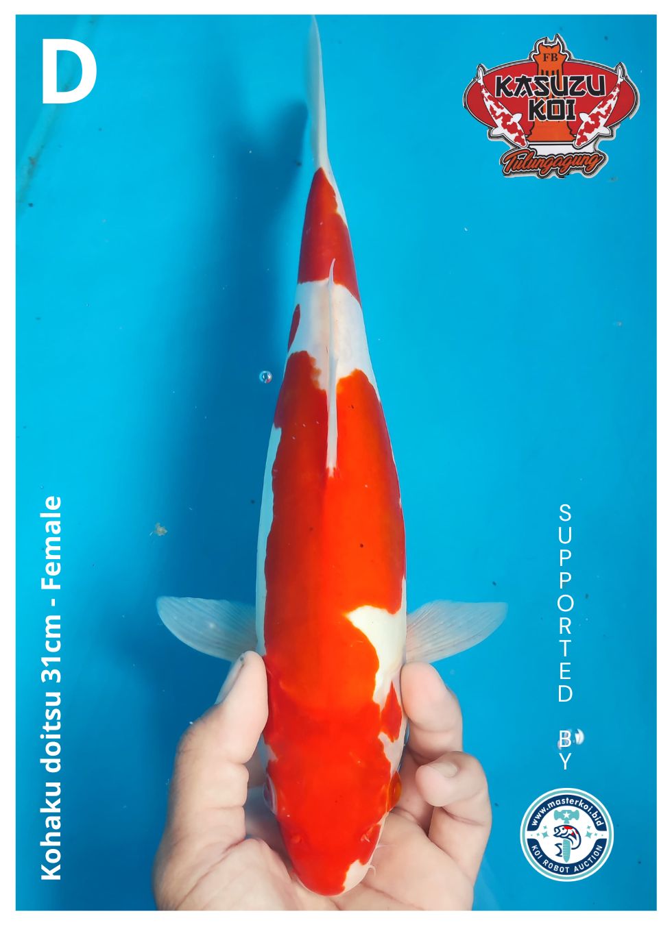 Lelang Koi Online, Jual Beli Ikan Koi, Pusat Jual Beli Koi, Info Lelang Koi Hari Ini, Platform Jual Beli Koi, Jual Beli Ikan Koi Online, Marketplace Ikan Koi, Jual Koi Terbaik, Tempat Beli Koi Berkualitas, Pasar Ikan Koi Online Terpercaya, Penjual Ikan Koi Terpercaya, Beli Koi Hias Online, Ikan Koi untuk Dijual, Koi Kualitas Terbaik, Toko Online Ikan Koi, Koi Hias Untuk Dijual, Jual Beli Ikan Koi Lokal, Koi Indonesia Online, Pusat Jual Beli Koi Terbesar