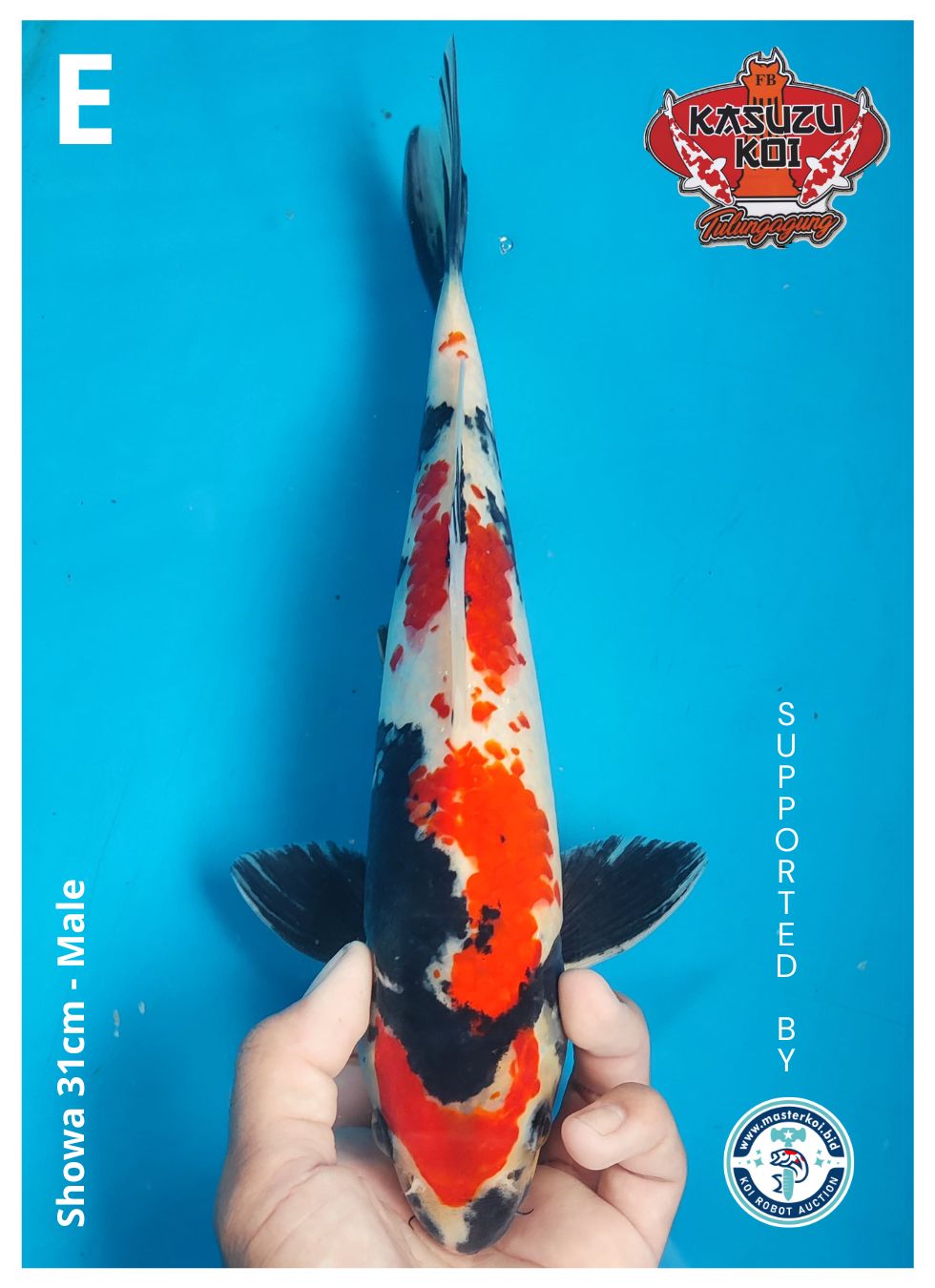 Lelang Koi Online, Jual Beli Ikan Koi, Pusat Jual Beli Koi, Info Lelang Koi Hari Ini, Platform Jual Beli Koi, Jual Beli Ikan Koi Online, Marketplace Ikan Koi, Jual Koi Terbaik, Tempat Beli Koi Berkualitas, Pasar Ikan Koi Online Terpercaya, Penjual Ikan Koi Terpercaya, Beli Koi Hias Online, Ikan Koi untuk Dijual, Koi Kualitas Terbaik, Toko Online Ikan Koi, Koi Hias Untuk Dijual, Jual Beli Ikan Koi Lokal, Koi Indonesia Online, Pusat Jual Beli Koi Terbesar