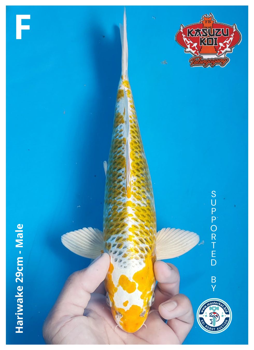 Lelang Koi Online, Jual Beli Ikan Koi, Pusat Jual Beli Koi, Info Lelang Koi Hari Ini, Platform Jual Beli Koi, Jual Beli Ikan Koi Online, Marketplace Ikan Koi, Jual Koi Terbaik, Tempat Beli Koi Berkualitas, Pasar Ikan Koi Online Terpercaya, Penjual Ikan Koi Terpercaya, Beli Koi Hias Online, Ikan Koi untuk Dijual, Koi Kualitas Terbaik, Toko Online Ikan Koi, Koi Hias Untuk Dijual, Jual Beli Ikan Koi Lokal, Koi Indonesia Online, Pusat Jual Beli Koi Terbesar