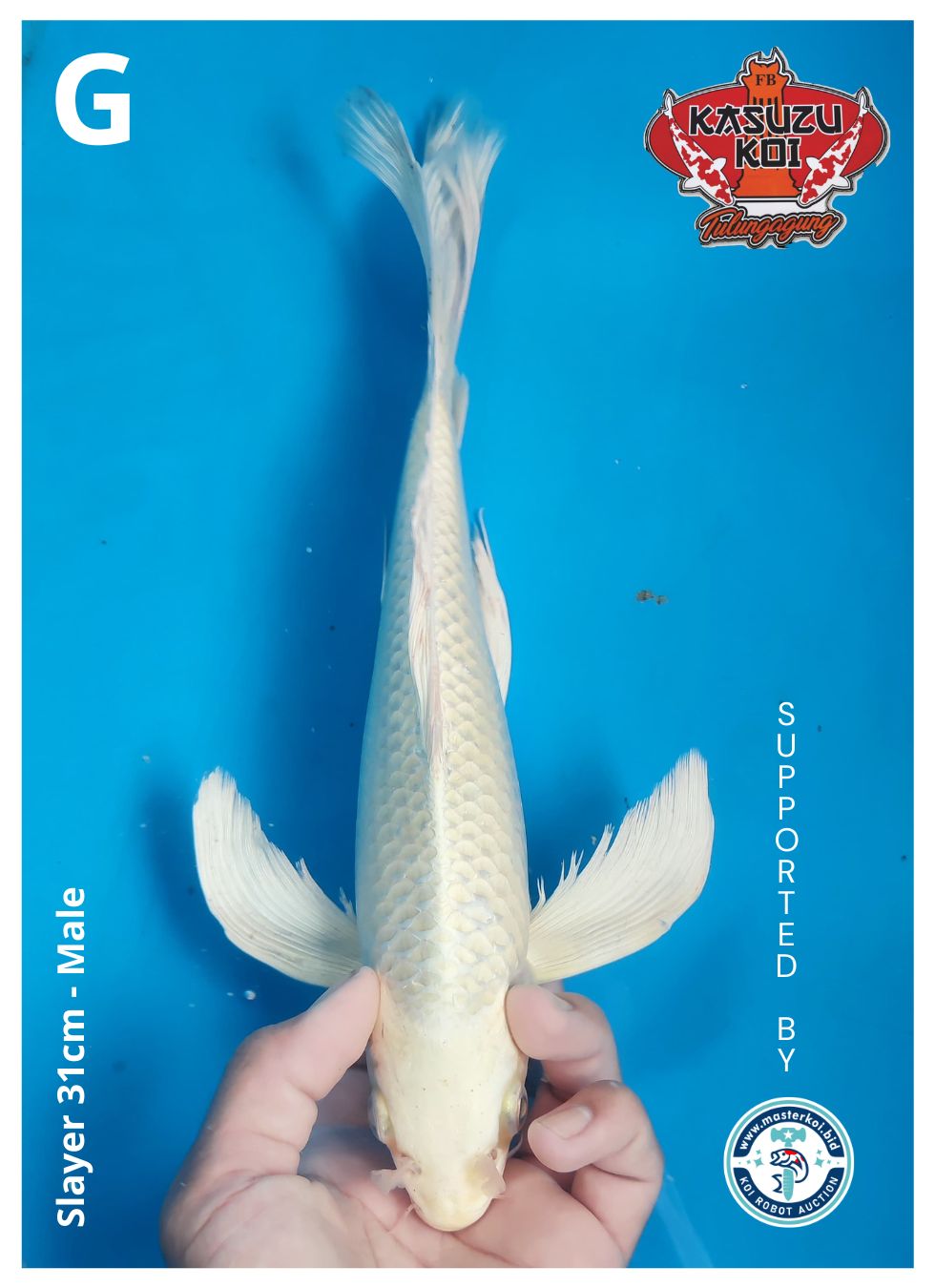Lelang Koi Online, Jual Beli Ikan Koi, Pusat Jual Beli Koi, Info Lelang Koi Hari Ini, Platform Jual Beli Koi, Jual Beli Ikan Koi Online, Marketplace Ikan Koi, Jual Koi Terbaik, Tempat Beli Koi Berkualitas, Pasar Ikan Koi Online Terpercaya, Penjual Ikan Koi Terpercaya, Beli Koi Hias Online, Ikan Koi untuk Dijual, Koi Kualitas Terbaik, Toko Online Ikan Koi, Koi Hias Untuk Dijual, Jual Beli Ikan Koi Lokal, Koi Indonesia Online, Pusat Jual Beli Koi Terbesar