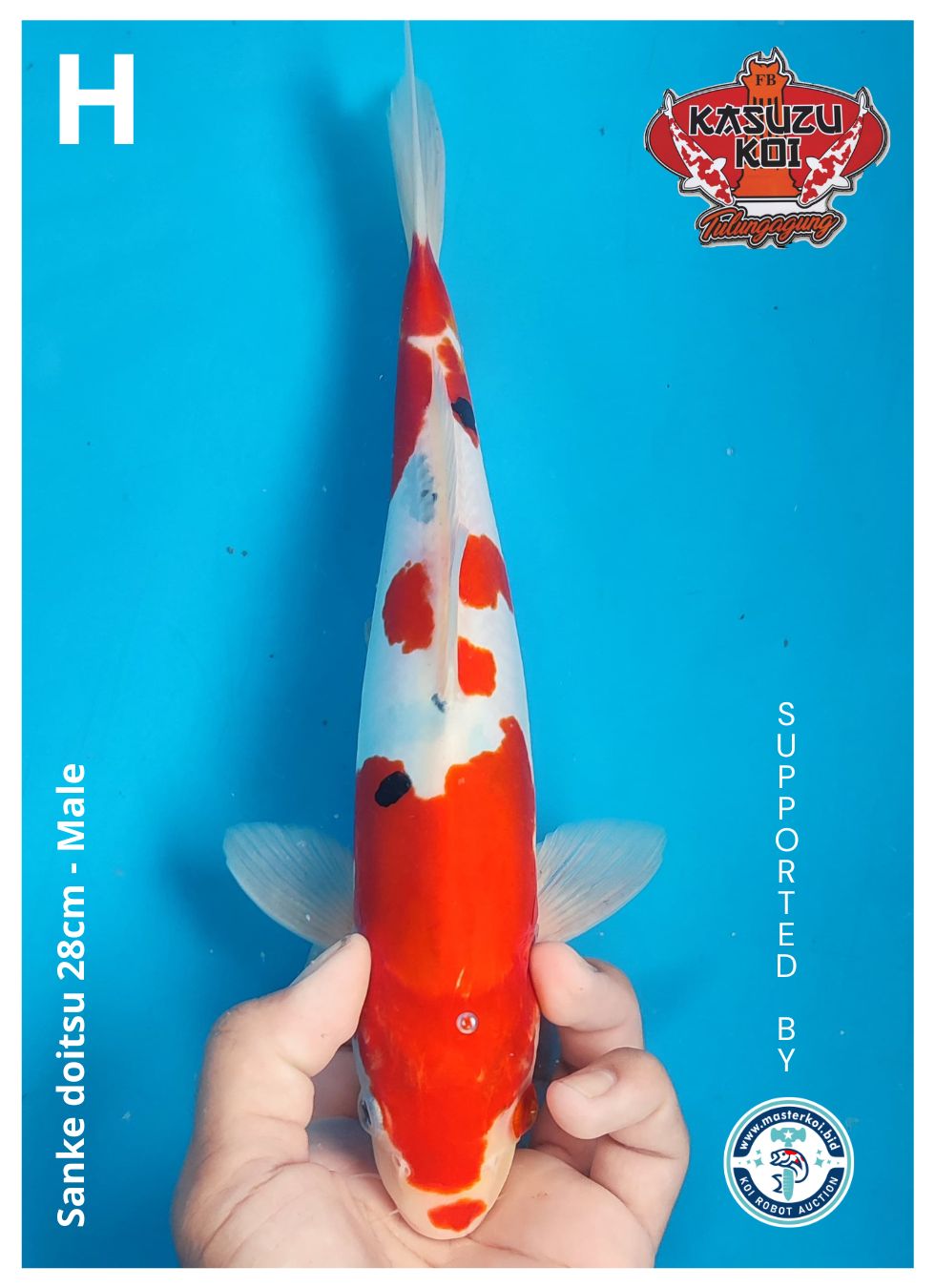 Lelang Koi Online, Jual Beli Ikan Koi, Pusat Jual Beli Koi, Info Lelang Koi Hari Ini, Platform Jual Beli Koi, Jual Beli Ikan Koi Online, Marketplace Ikan Koi, Jual Koi Terbaik, Tempat Beli Koi Berkualitas, Pasar Ikan Koi Online Terpercaya, Penjual Ikan Koi Terpercaya, Beli Koi Hias Online, Ikan Koi untuk Dijual, Koi Kualitas Terbaik, Toko Online Ikan Koi, Koi Hias Untuk Dijual, Jual Beli Ikan Koi Lokal, Koi Indonesia Online, Pusat Jual Beli Koi Terbesar