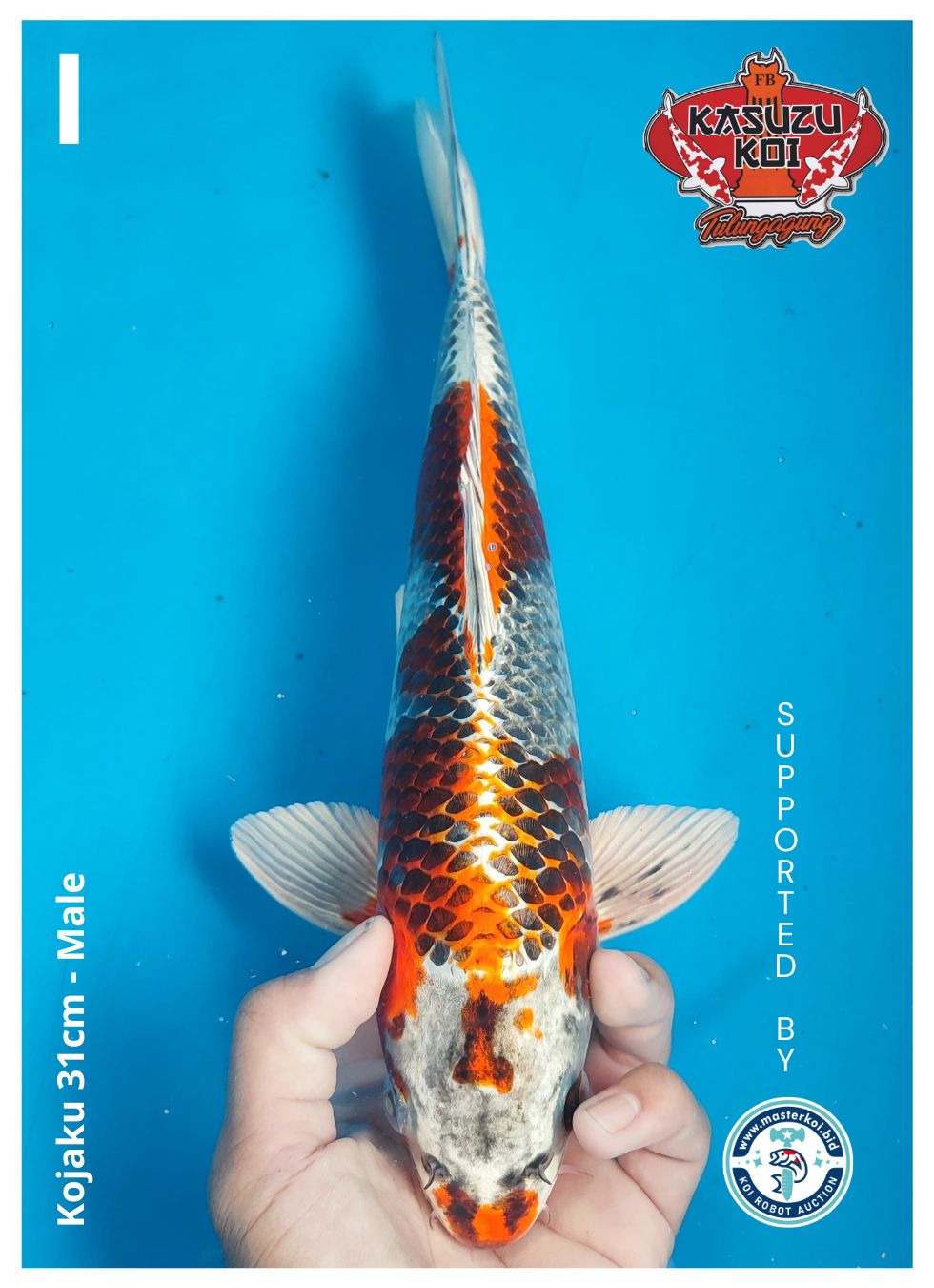 Lelang Koi Online, Jual Beli Ikan Koi, Pusat Jual Beli Koi, Info Lelang Koi Hari Ini, Platform Jual Beli Koi, Jual Beli Ikan Koi Online, Marketplace Ikan Koi, Jual Koi Terbaik, Tempat Beli Koi Berkualitas, Pasar Ikan Koi Online Terpercaya, Penjual Ikan Koi Terpercaya, Beli Koi Hias Online, Ikan Koi untuk Dijual, Koi Kualitas Terbaik, Toko Online Ikan Koi, Koi Hias Untuk Dijual, Jual Beli Ikan Koi Lokal, Koi Indonesia Online, Pusat Jual Beli Koi Terbesar