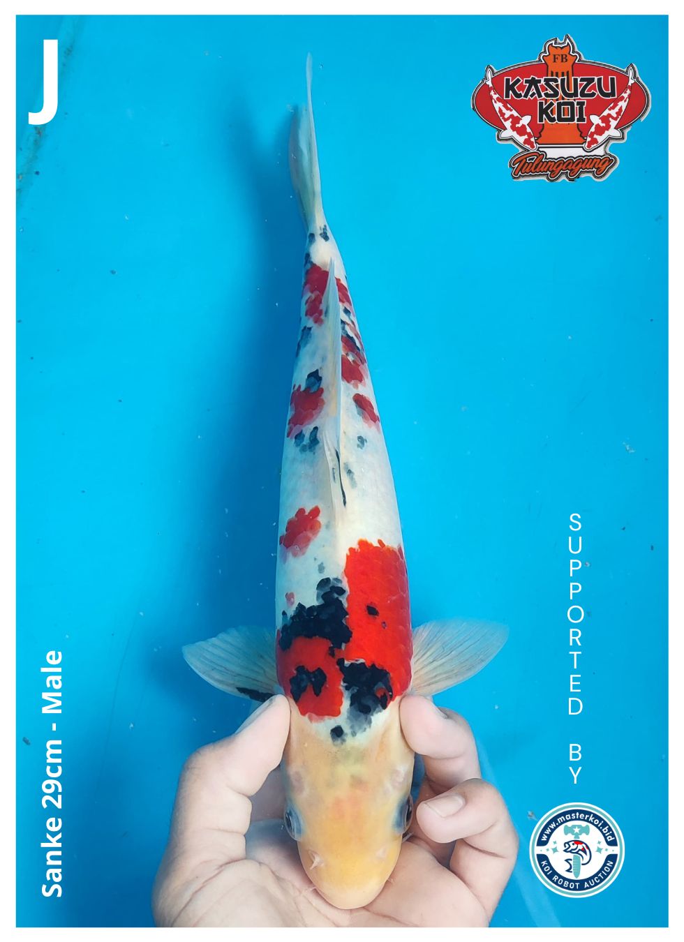 Lelang Koi Online, Jual Beli Ikan Koi, Pusat Jual Beli Koi, Info Lelang Koi Hari Ini, Platform Jual Beli Koi, Jual Beli Ikan Koi Online, Marketplace Ikan Koi, Jual Koi Terbaik, Tempat Beli Koi Berkualitas, Pasar Ikan Koi Online Terpercaya, Penjual Ikan Koi Terpercaya, Beli Koi Hias Online, Ikan Koi untuk Dijual, Koi Kualitas Terbaik, Toko Online Ikan Koi, Koi Hias Untuk Dijual, Jual Beli Ikan Koi Lokal, Koi Indonesia Online, Pusat Jual Beli Koi Terbesar