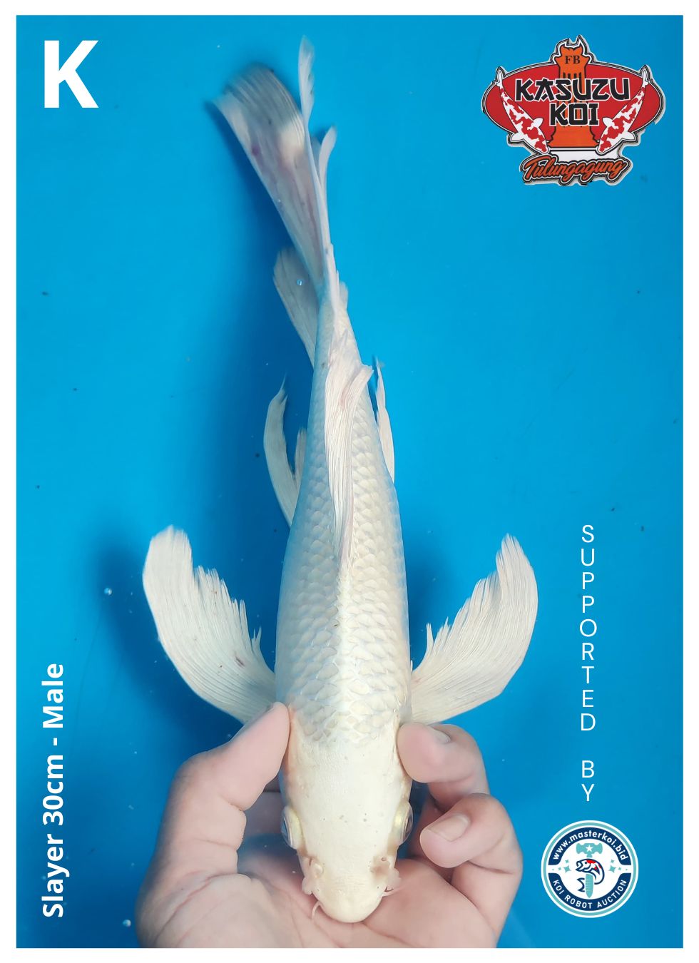 Lelang Koi Online, Jual Beli Ikan Koi, Pusat Jual Beli Koi, Info Lelang Koi Hari Ini, Platform Jual Beli Koi, Jual Beli Ikan Koi Online, Marketplace Ikan Koi, Jual Koi Terbaik, Tempat Beli Koi Berkualitas, Pasar Ikan Koi Online Terpercaya, Penjual Ikan Koi Terpercaya, Beli Koi Hias Online, Ikan Koi untuk Dijual, Koi Kualitas Terbaik, Toko Online Ikan Koi, Koi Hias Untuk Dijual, Jual Beli Ikan Koi Lokal, Koi Indonesia Online, Pusat Jual Beli Koi Terbesar