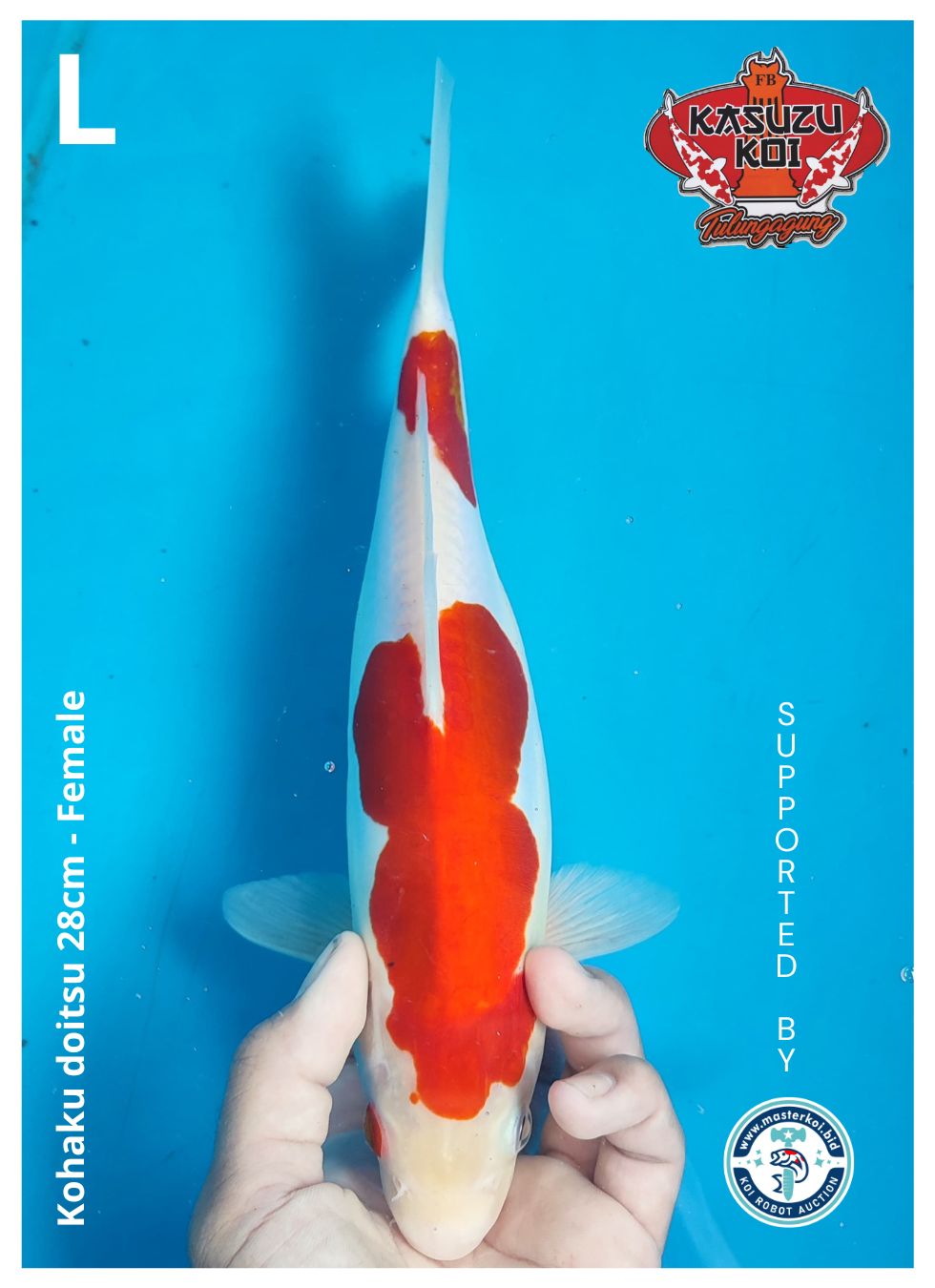 Lelang Koi Online, Jual Beli Ikan Koi, Pusat Jual Beli Koi, Info Lelang Koi Hari Ini, Platform Jual Beli Koi, Jual Beli Ikan Koi Online, Marketplace Ikan Koi, Jual Koi Terbaik, Tempat Beli Koi Berkualitas, Pasar Ikan Koi Online Terpercaya, Penjual Ikan Koi Terpercaya, Beli Koi Hias Online, Ikan Koi untuk Dijual, Koi Kualitas Terbaik, Toko Online Ikan Koi, Koi Hias Untuk Dijual, Jual Beli Ikan Koi Lokal, Koi Indonesia Online, Pusat Jual Beli Koi Terbesar