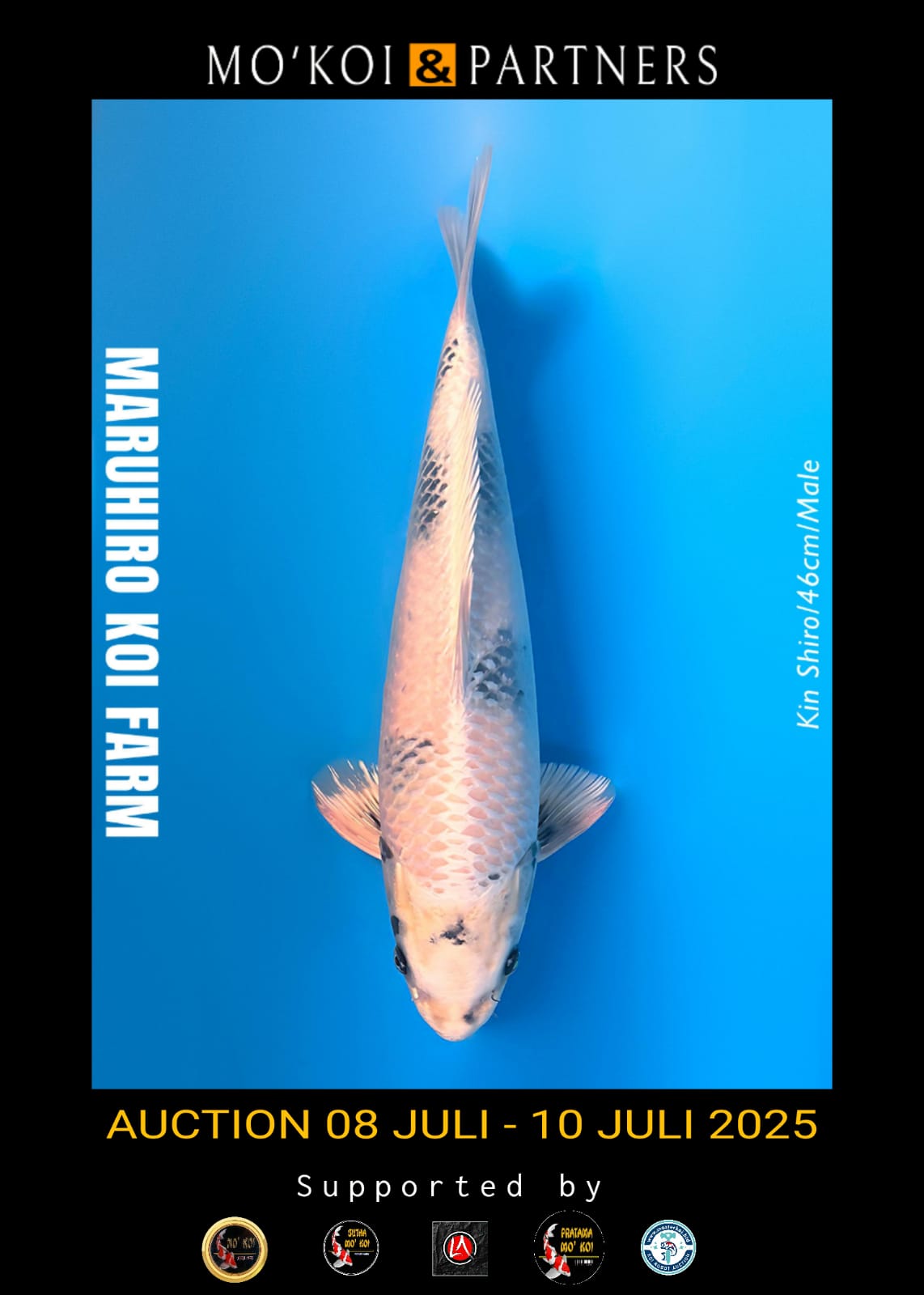 Lelang Koi Online, Jual Beli Ikan Koi, Pusat Jual Beli Koi, Info Lelang Koi Hari Ini, Platform Jual Beli Koi, Jual Beli Ikan Koi Online, Marketplace Ikan Koi, Jual Koi Terbaik, Tempat Beli Koi Berkualitas, Pasar Ikan Koi Online Terpercaya, Penjual Ikan Koi Terpercaya, Beli Koi Hias Online, Ikan Koi untuk Dijual, Koi Kualitas Terbaik, Toko Online Ikan Koi, Koi Hias Untuk Dijual, Jual Beli Ikan Koi Lokal, Koi Indonesia Online, Pusat Jual Beli Koi Terbesar
