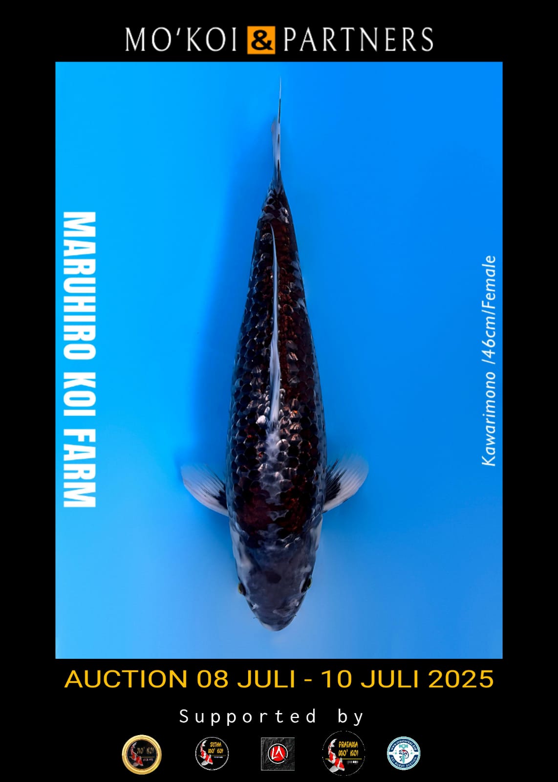 Lelang Koi Online, Jual Beli Ikan Koi, Pusat Jual Beli Koi, Info Lelang Koi Hari Ini, Platform Jual Beli Koi, Jual Beli Ikan Koi Online, Marketplace Ikan Koi, Jual Koi Terbaik, Tempat Beli Koi Berkualitas, Pasar Ikan Koi Online Terpercaya, Penjual Ikan Koi Terpercaya, Beli Koi Hias Online, Ikan Koi untuk Dijual, Koi Kualitas Terbaik, Toko Online Ikan Koi, Koi Hias Untuk Dijual, Jual Beli Ikan Koi Lokal, Koi Indonesia Online, Pusat Jual Beli Koi Terbesar