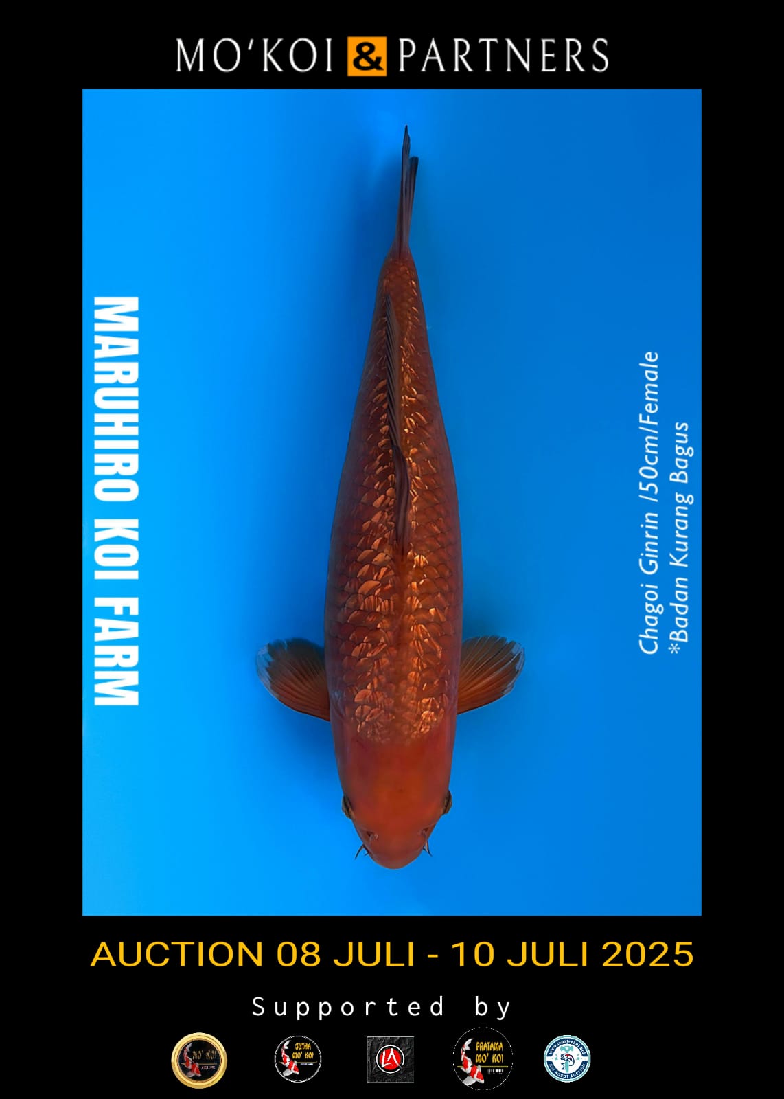 Lelang Koi Online, Jual Beli Ikan Koi, Pusat Jual Beli Koi, Info Lelang Koi Hari Ini, Platform Jual Beli Koi, Jual Beli Ikan Koi Online, Marketplace Ikan Koi, Jual Koi Terbaik, Tempat Beli Koi Berkualitas, Pasar Ikan Koi Online Terpercaya, Penjual Ikan Koi Terpercaya, Beli Koi Hias Online, Ikan Koi untuk Dijual, Koi Kualitas Terbaik, Toko Online Ikan Koi, Koi Hias Untuk Dijual, Jual Beli Ikan Koi Lokal, Koi Indonesia Online, Pusat Jual Beli Koi Terbesar