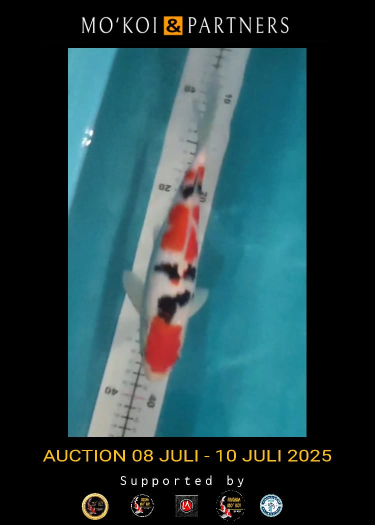 Lelang Koi Online, Jual Beli Ikan Koi, Pusat Jual Beli Koi, Info Lelang Koi Hari Ini, Platform Jual Beli Koi, Jual Beli Ikan Koi Online, Marketplace Ikan Koi, Jual Koi Terbaik, Tempat Beli Koi Berkualitas, Pasar Ikan Koi Online Terpercaya, Penjual Ikan Koi Terpercaya, Beli Koi Hias Online, Ikan Koi untuk Dijual, Koi Kualitas Terbaik, Toko Online Ikan Koi, Koi Hias Untuk Dijual, Jual Beli Ikan Koi Lokal, Koi Indonesia Online, Pusat Jual Beli Koi Terbesar