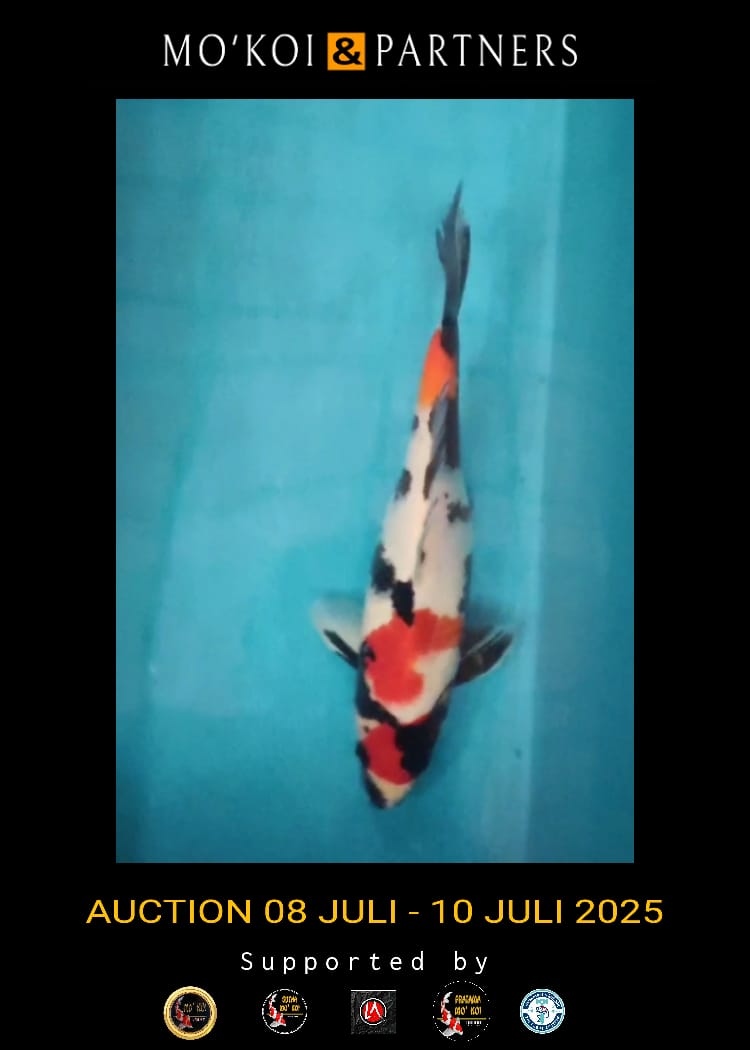 Lelang Koi Online, Jual Beli Ikan Koi, Pusat Jual Beli Koi, Info Lelang Koi Hari Ini, Platform Jual Beli Koi, Jual Beli Ikan Koi Online, Marketplace Ikan Koi, Jual Koi Terbaik, Tempat Beli Koi Berkualitas, Pasar Ikan Koi Online Terpercaya, Penjual Ikan Koi Terpercaya, Beli Koi Hias Online, Ikan Koi untuk Dijual, Koi Kualitas Terbaik, Toko Online Ikan Koi, Koi Hias Untuk Dijual, Jual Beli Ikan Koi Lokal, Koi Indonesia Online, Pusat Jual Beli Koi Terbesar