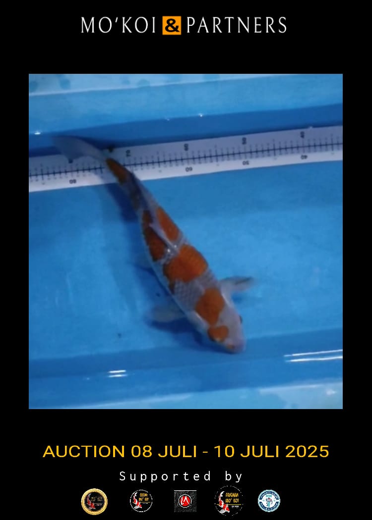 Lelang Koi Online, Jual Beli Ikan Koi, Pusat Jual Beli Koi, Info Lelang Koi Hari Ini, Platform Jual Beli Koi, Jual Beli Ikan Koi Online, Marketplace Ikan Koi, Jual Koi Terbaik, Tempat Beli Koi Berkualitas, Pasar Ikan Koi Online Terpercaya, Penjual Ikan Koi Terpercaya, Beli Koi Hias Online, Ikan Koi untuk Dijual, Koi Kualitas Terbaik, Toko Online Ikan Koi, Koi Hias Untuk Dijual, Jual Beli Ikan Koi Lokal, Koi Indonesia Online, Pusat Jual Beli Koi Terbesar