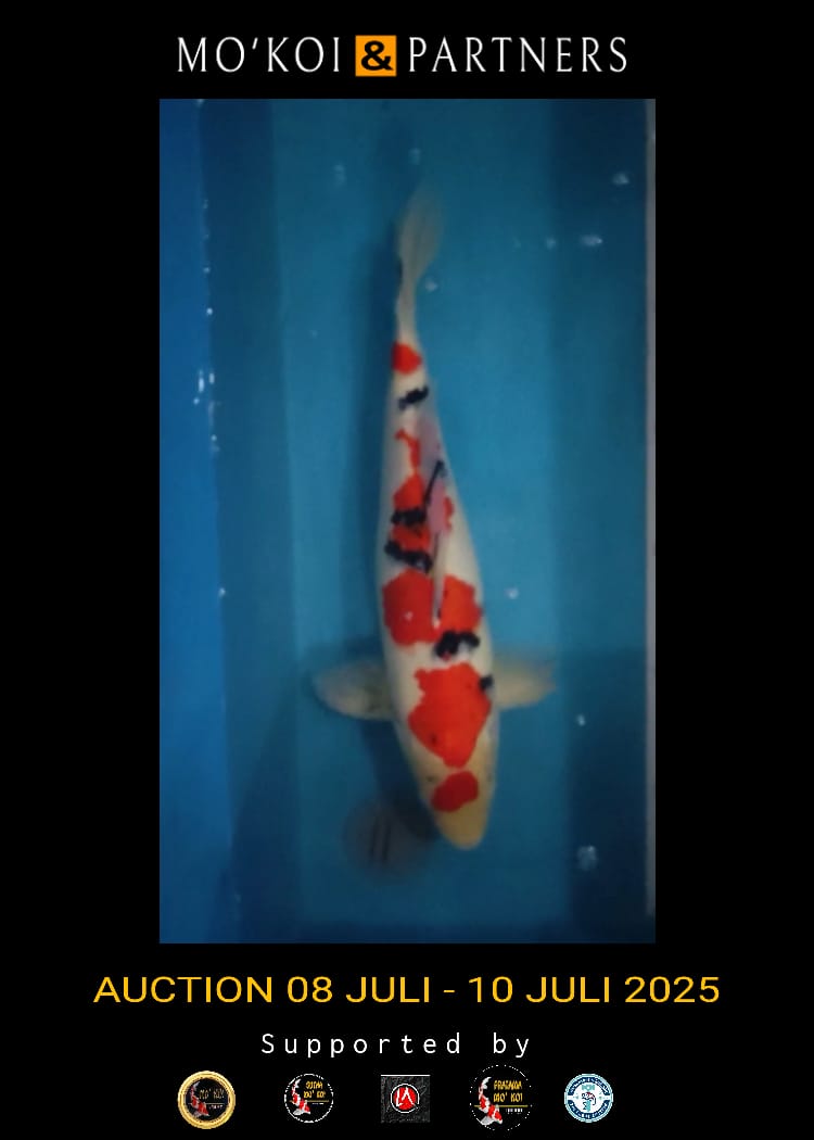Lelang Koi Online, Jual Beli Ikan Koi, Pusat Jual Beli Koi, Info Lelang Koi Hari Ini, Platform Jual Beli Koi, Jual Beli Ikan Koi Online, Marketplace Ikan Koi, Jual Koi Terbaik, Tempat Beli Koi Berkualitas, Pasar Ikan Koi Online Terpercaya, Penjual Ikan Koi Terpercaya, Beli Koi Hias Online, Ikan Koi untuk Dijual, Koi Kualitas Terbaik, Toko Online Ikan Koi, Koi Hias Untuk Dijual, Jual Beli Ikan Koi Lokal, Koi Indonesia Online, Pusat Jual Beli Koi Terbesar
