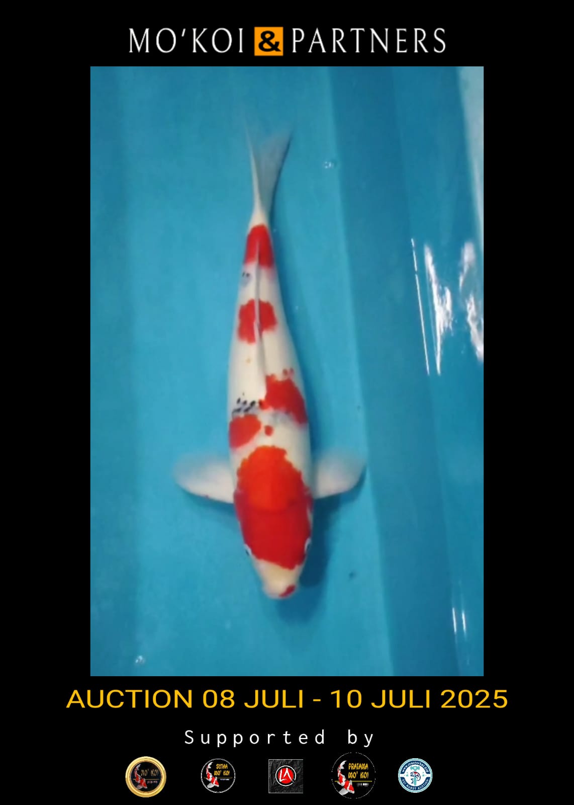 Lelang Koi Online, Jual Beli Ikan Koi, Pusat Jual Beli Koi, Info Lelang Koi Hari Ini, Platform Jual Beli Koi, Jual Beli Ikan Koi Online, Marketplace Ikan Koi, Jual Koi Terbaik, Tempat Beli Koi Berkualitas, Pasar Ikan Koi Online Terpercaya, Penjual Ikan Koi Terpercaya, Beli Koi Hias Online, Ikan Koi untuk Dijual, Koi Kualitas Terbaik, Toko Online Ikan Koi, Koi Hias Untuk Dijual, Jual Beli Ikan Koi Lokal, Koi Indonesia Online, Pusat Jual Beli Koi Terbesar