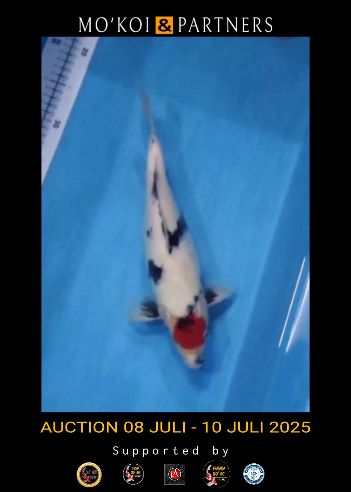 Lelang Koi Online, Jual Beli Ikan Koi, Pusat Jual Beli Koi, Info Lelang Koi Hari Ini, Platform Jual Beli Koi, Jual Beli Ikan Koi Online, Marketplace Ikan Koi, Jual Koi Terbaik, Tempat Beli Koi Berkualitas, Pasar Ikan Koi Online Terpercaya, Penjual Ikan Koi Terpercaya, Beli Koi Hias Online, Ikan Koi untuk Dijual, Koi Kualitas Terbaik, Toko Online Ikan Koi, Koi Hias Untuk Dijual, Jual Beli Ikan Koi Lokal, Koi Indonesia Online, Pusat Jual Beli Koi Terbesar
