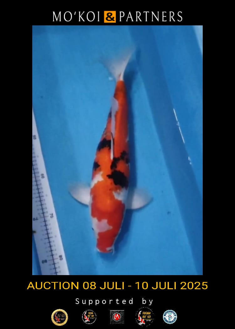 Lelang Koi Online, Jual Beli Ikan Koi, Pusat Jual Beli Koi, Info Lelang Koi Hari Ini, Platform Jual Beli Koi, Jual Beli Ikan Koi Online, Marketplace Ikan Koi, Jual Koi Terbaik, Tempat Beli Koi Berkualitas, Pasar Ikan Koi Online Terpercaya, Penjual Ikan Koi Terpercaya, Beli Koi Hias Online, Ikan Koi untuk Dijual, Koi Kualitas Terbaik, Toko Online Ikan Koi, Koi Hias Untuk Dijual, Jual Beli Ikan Koi Lokal, Koi Indonesia Online, Pusat Jual Beli Koi Terbesar