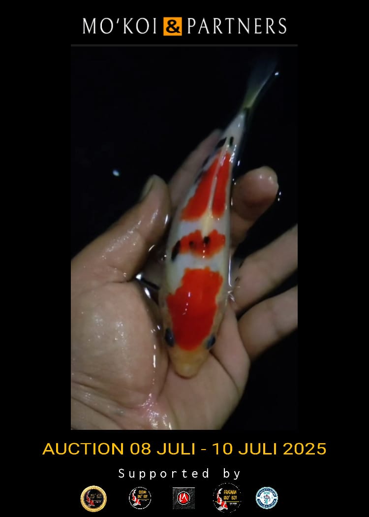 Lelang Koi Online, Jual Beli Ikan Koi, Pusat Jual Beli Koi, Info Lelang Koi Hari Ini, Platform Jual Beli Koi, Jual Beli Ikan Koi Online, Marketplace Ikan Koi, Jual Koi Terbaik, Tempat Beli Koi Berkualitas, Pasar Ikan Koi Online Terpercaya, Penjual Ikan Koi Terpercaya, Beli Koi Hias Online, Ikan Koi untuk Dijual, Koi Kualitas Terbaik, Toko Online Ikan Koi, Koi Hias Untuk Dijual, Jual Beli Ikan Koi Lokal, Koi Indonesia Online, Pusat Jual Beli Koi Terbesar