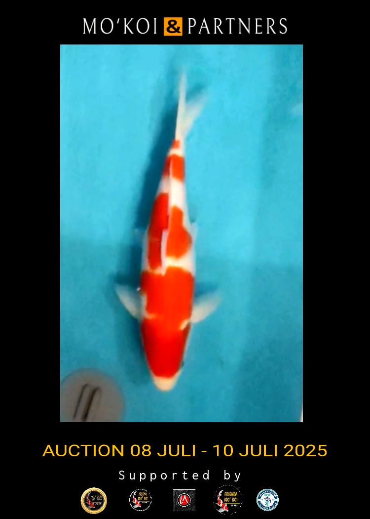 Lelang Koi Online, Jual Beli Ikan Koi, Pusat Jual Beli Koi, Info Lelang Koi Hari Ini, Platform Jual Beli Koi, Jual Beli Ikan Koi Online, Marketplace Ikan Koi, Jual Koi Terbaik, Tempat Beli Koi Berkualitas, Pasar Ikan Koi Online Terpercaya, Penjual Ikan Koi Terpercaya, Beli Koi Hias Online, Ikan Koi untuk Dijual, Koi Kualitas Terbaik, Toko Online Ikan Koi, Koi Hias Untuk Dijual, Jual Beli Ikan Koi Lokal, Koi Indonesia Online, Pusat Jual Beli Koi Terbesar
