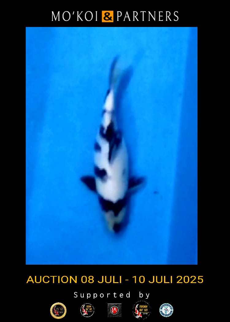Lelang Koi Online, Jual Beli Ikan Koi, Pusat Jual Beli Koi, Info Lelang Koi Hari Ini, Platform Jual Beli Koi, Jual Beli Ikan Koi Online, Marketplace Ikan Koi, Jual Koi Terbaik, Tempat Beli Koi Berkualitas, Pasar Ikan Koi Online Terpercaya, Penjual Ikan Koi Terpercaya, Beli Koi Hias Online, Ikan Koi untuk Dijual, Koi Kualitas Terbaik, Toko Online Ikan Koi, Koi Hias Untuk Dijual, Jual Beli Ikan Koi Lokal, Koi Indonesia Online, Pusat Jual Beli Koi Terbesar