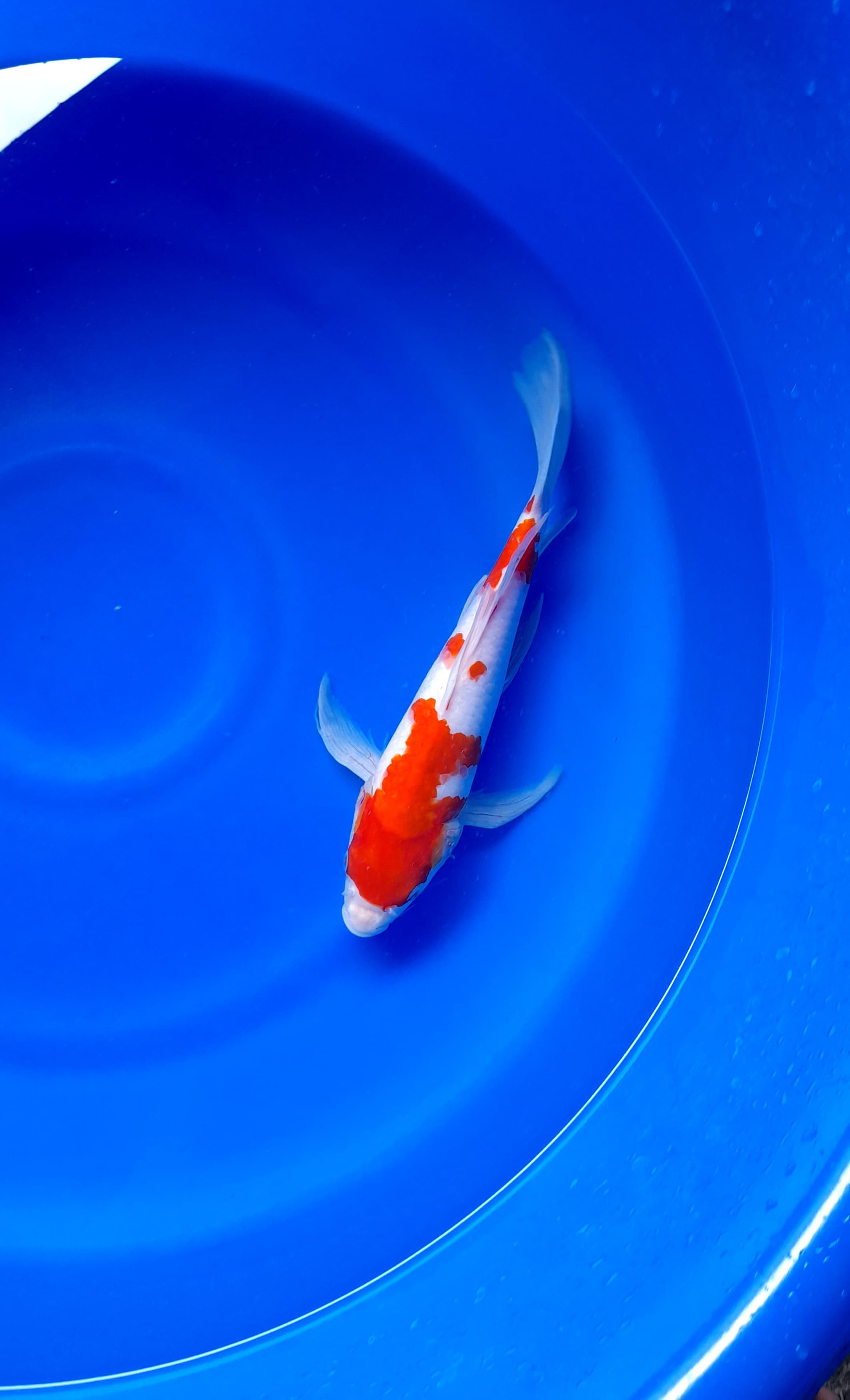 Lelang Koi Online, Jual Beli Ikan Koi, Pusat Jual Beli Koi, Info Lelang Koi Hari Ini, Platform Jual Beli Koi, Jual Beli Ikan Koi Online, Marketplace Ikan Koi, Jual Koi Terbaik, Tempat Beli Koi Berkualitas, Pasar Ikan Koi Online Terpercaya, Penjual Ikan Koi Terpercaya, Beli Koi Hias Online, Ikan Koi untuk Dijual, Koi Kualitas Terbaik, Toko Online Ikan Koi, Koi Hias Untuk Dijual, Jual Beli Ikan Koi Lokal, Koi Indonesia Online, Pusat Jual Beli Koi Terbesar