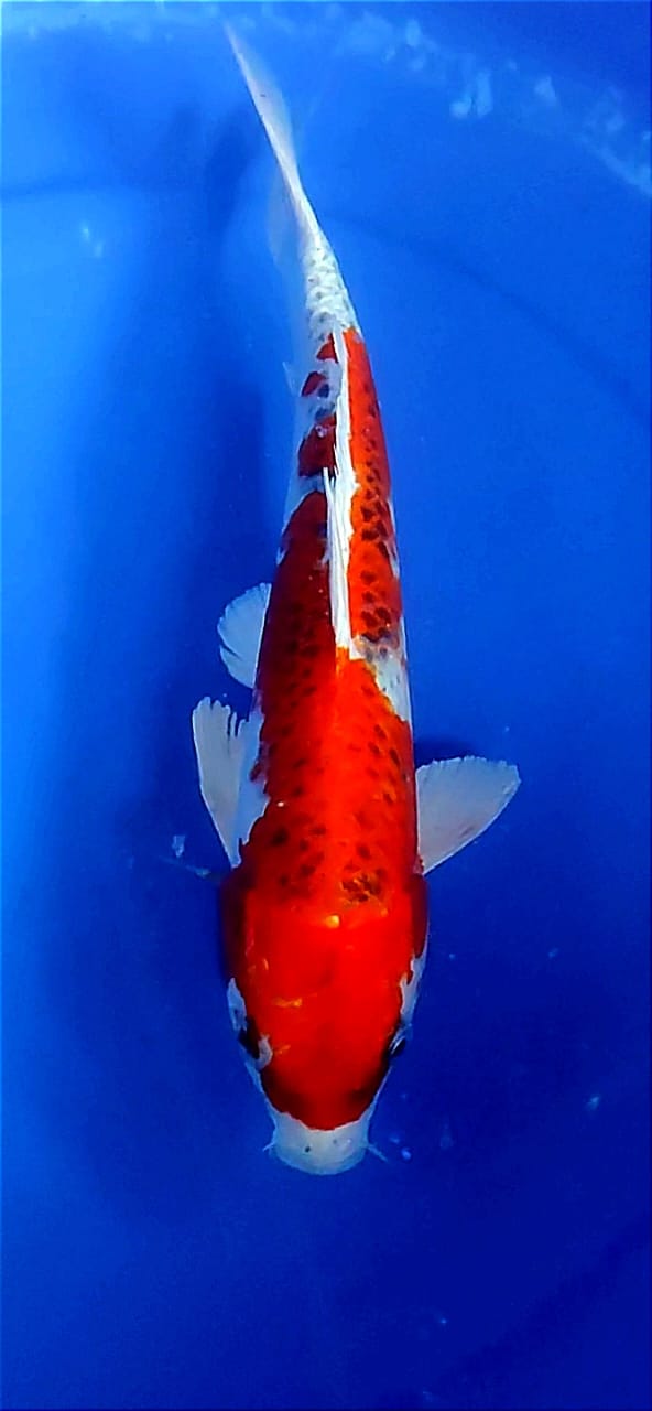 Lelang Koi Online, Jual Beli Ikan Koi, Pusat Jual Beli Koi, Info Lelang Koi Hari Ini, Platform Jual Beli Koi, Jual Beli Ikan Koi Online, Marketplace Ikan Koi, Jual Koi Terbaik, Tempat Beli Koi Berkualitas, Pasar Ikan Koi Online Terpercaya, Penjual Ikan Koi Terpercaya, Beli Koi Hias Online, Ikan Koi untuk Dijual, Koi Kualitas Terbaik, Toko Online Ikan Koi, Koi Hias Untuk Dijual, Jual Beli Ikan Koi Lokal, Koi Indonesia Online, Pusat Jual Beli Koi Terbesar