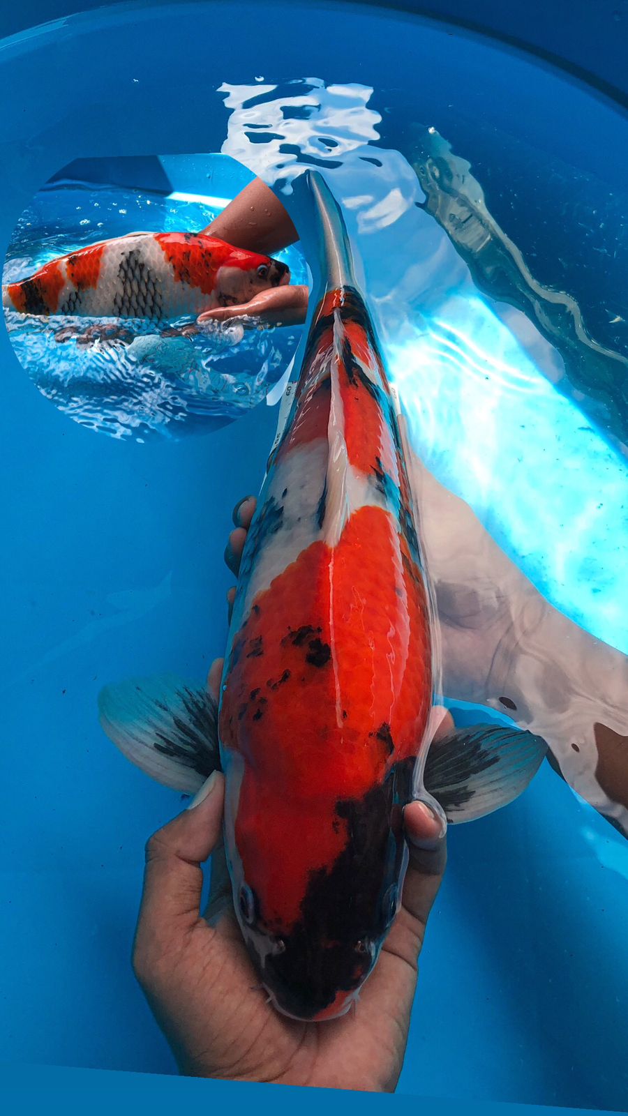 Lelang Koi Online, Jual Beli Ikan Koi, Pusat Jual Beli Koi, Info Lelang Koi Hari Ini, Platform Jual Beli Koi, Jual Beli Ikan Koi Online, Marketplace Ikan Koi, Jual Koi Terbaik, Tempat Beli Koi Berkualitas, Pasar Ikan Koi Online Terpercaya, Penjual Ikan Koi Terpercaya, Beli Koi Hias Online, Ikan Koi untuk Dijual, Koi Kualitas Terbaik, Toko Online Ikan Koi, Koi Hias Untuk Dijual, Jual Beli Ikan Koi Lokal, Koi Indonesia Online, Pusat Jual Beli Koi Terbesar