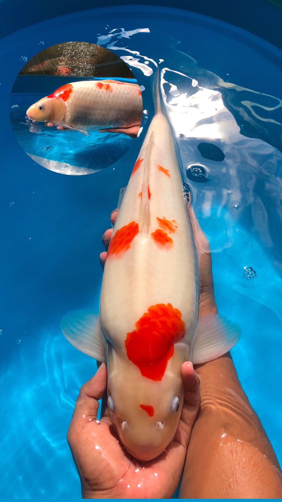 Lelang Koi Online, Jual Beli Ikan Koi, Pusat Jual Beli Koi, Info Lelang Koi Hari Ini, Platform Jual Beli Koi, Jual Beli Ikan Koi Online, Marketplace Ikan Koi, Jual Koi Terbaik, Tempat Beli Koi Berkualitas, Pasar Ikan Koi Online Terpercaya, Penjual Ikan Koi Terpercaya, Beli Koi Hias Online, Ikan Koi untuk Dijual, Koi Kualitas Terbaik, Toko Online Ikan Koi, Koi Hias Untuk Dijual, Jual Beli Ikan Koi Lokal, Koi Indonesia Online, Pusat Jual Beli Koi Terbesar