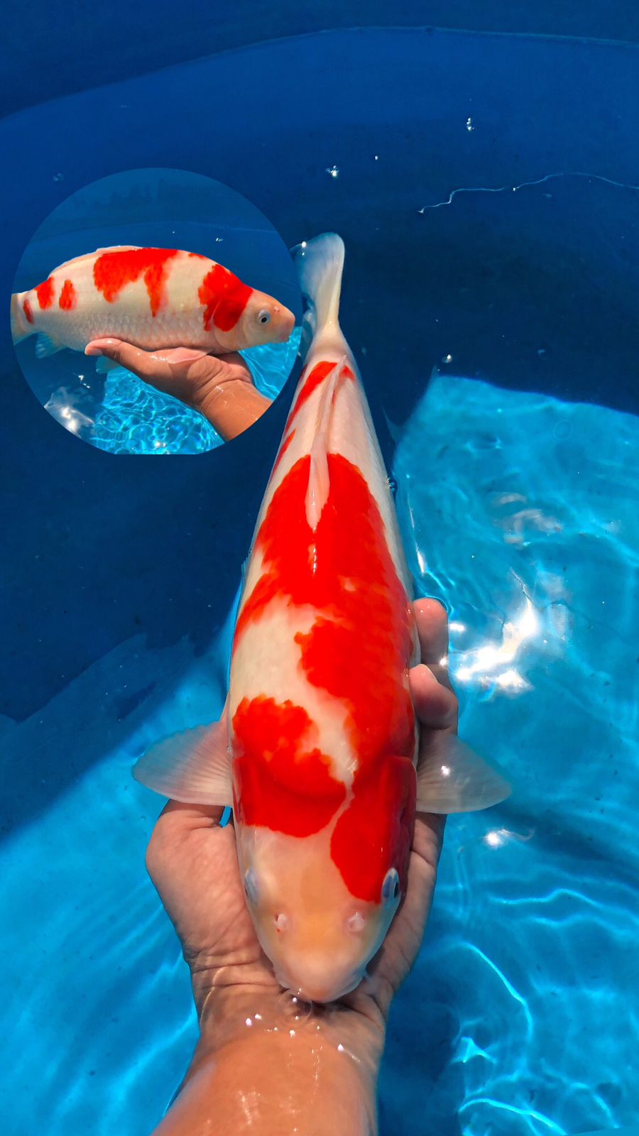 Lelang Koi Online, Jual Beli Ikan Koi, Pusat Jual Beli Koi, Info Lelang Koi Hari Ini, Platform Jual Beli Koi, Jual Beli Ikan Koi Online, Marketplace Ikan Koi, Jual Koi Terbaik, Tempat Beli Koi Berkualitas, Pasar Ikan Koi Online Terpercaya, Penjual Ikan Koi Terpercaya, Beli Koi Hias Online, Ikan Koi untuk Dijual, Koi Kualitas Terbaik, Toko Online Ikan Koi, Koi Hias Untuk Dijual, Jual Beli Ikan Koi Lokal, Koi Indonesia Online, Pusat Jual Beli Koi Terbesar