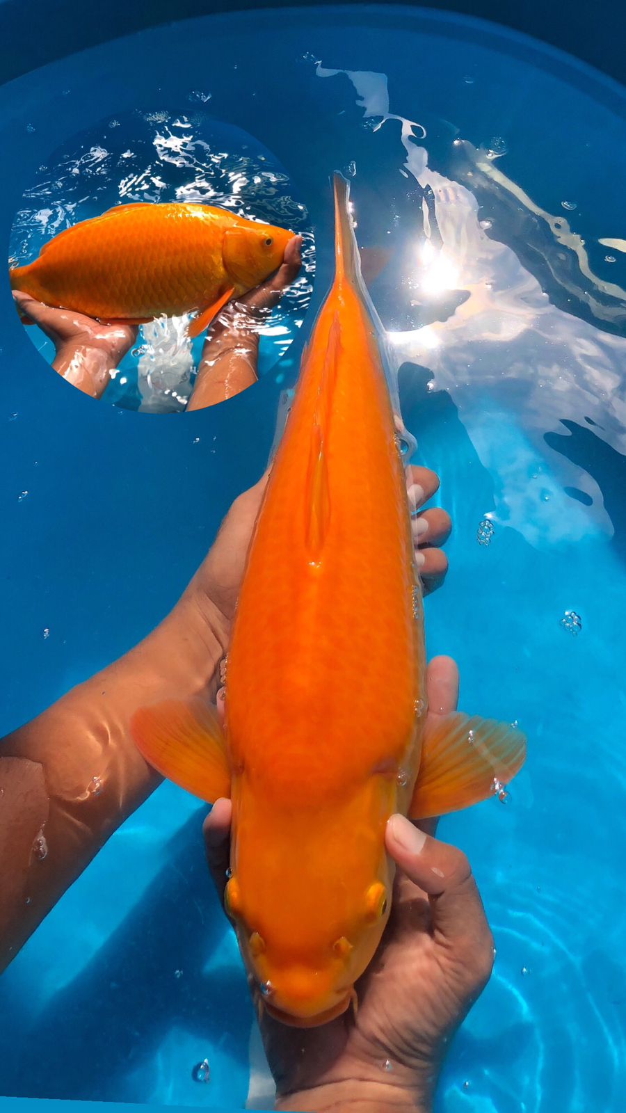 Lelang Koi Online, Jual Beli Ikan Koi, Pusat Jual Beli Koi, Info Lelang Koi Hari Ini, Platform Jual Beli Koi, Jual Beli Ikan Koi Online, Marketplace Ikan Koi, Jual Koi Terbaik, Tempat Beli Koi Berkualitas, Pasar Ikan Koi Online Terpercaya, Penjual Ikan Koi Terpercaya, Beli Koi Hias Online, Ikan Koi untuk Dijual, Koi Kualitas Terbaik, Toko Online Ikan Koi, Koi Hias Untuk Dijual, Jual Beli Ikan Koi Lokal, Koi Indonesia Online, Pusat Jual Beli Koi Terbesar
