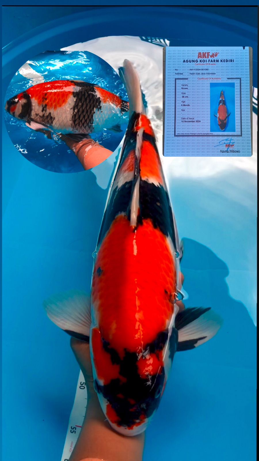 Lelang Koi Online, Jual Beli Ikan Koi, Pusat Jual Beli Koi, Info Lelang Koi Hari Ini, Platform Jual Beli Koi, Jual Beli Ikan Koi Online, Marketplace Ikan Koi, Jual Koi Terbaik, Tempat Beli Koi Berkualitas, Pasar Ikan Koi Online Terpercaya, Penjual Ikan Koi Terpercaya, Beli Koi Hias Online, Ikan Koi untuk Dijual, Koi Kualitas Terbaik, Toko Online Ikan Koi, Koi Hias Untuk Dijual, Jual Beli Ikan Koi Lokal, Koi Indonesia Online, Pusat Jual Beli Koi Terbesar