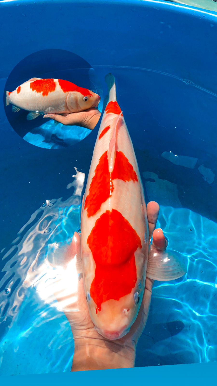 Lelang Koi Online, Jual Beli Ikan Koi, Pusat Jual Beli Koi, Info Lelang Koi Hari Ini, Platform Jual Beli Koi, Jual Beli Ikan Koi Online, Marketplace Ikan Koi, Jual Koi Terbaik, Tempat Beli Koi Berkualitas, Pasar Ikan Koi Online Terpercaya, Penjual Ikan Koi Terpercaya, Beli Koi Hias Online, Ikan Koi untuk Dijual, Koi Kualitas Terbaik, Toko Online Ikan Koi, Koi Hias Untuk Dijual, Jual Beli Ikan Koi Lokal, Koi Indonesia Online, Pusat Jual Beli Koi Terbesar