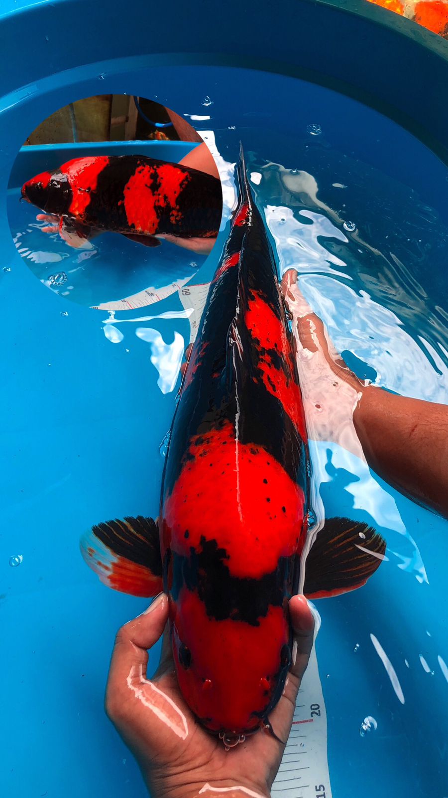 Lelang Koi Online, Jual Beli Ikan Koi, Pusat Jual Beli Koi, Info Lelang Koi Hari Ini, Platform Jual Beli Koi, Jual Beli Ikan Koi Online, Marketplace Ikan Koi, Jual Koi Terbaik, Tempat Beli Koi Berkualitas, Pasar Ikan Koi Online Terpercaya, Penjual Ikan Koi Terpercaya, Beli Koi Hias Online, Ikan Koi untuk Dijual, Koi Kualitas Terbaik, Toko Online Ikan Koi, Koi Hias Untuk Dijual, Jual Beli Ikan Koi Lokal, Koi Indonesia Online, Pusat Jual Beli Koi Terbesar