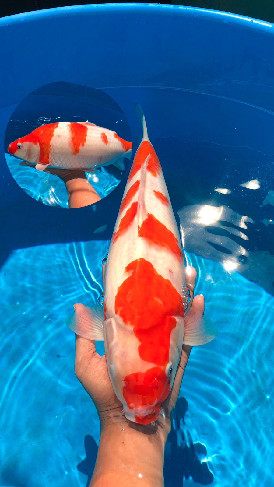 Lelang Koi Online, Jual Beli Ikan Koi, Pusat Jual Beli Koi, Info Lelang Koi Hari Ini, Platform Jual Beli Koi, Jual Beli Ikan Koi Online, Marketplace Ikan Koi, Jual Koi Terbaik, Tempat Beli Koi Berkualitas, Pasar Ikan Koi Online Terpercaya, Penjual Ikan Koi Terpercaya, Beli Koi Hias Online, Ikan Koi untuk Dijual, Koi Kualitas Terbaik, Toko Online Ikan Koi, Koi Hias Untuk Dijual, Jual Beli Ikan Koi Lokal, Koi Indonesia Online, Pusat Jual Beli Koi Terbesar