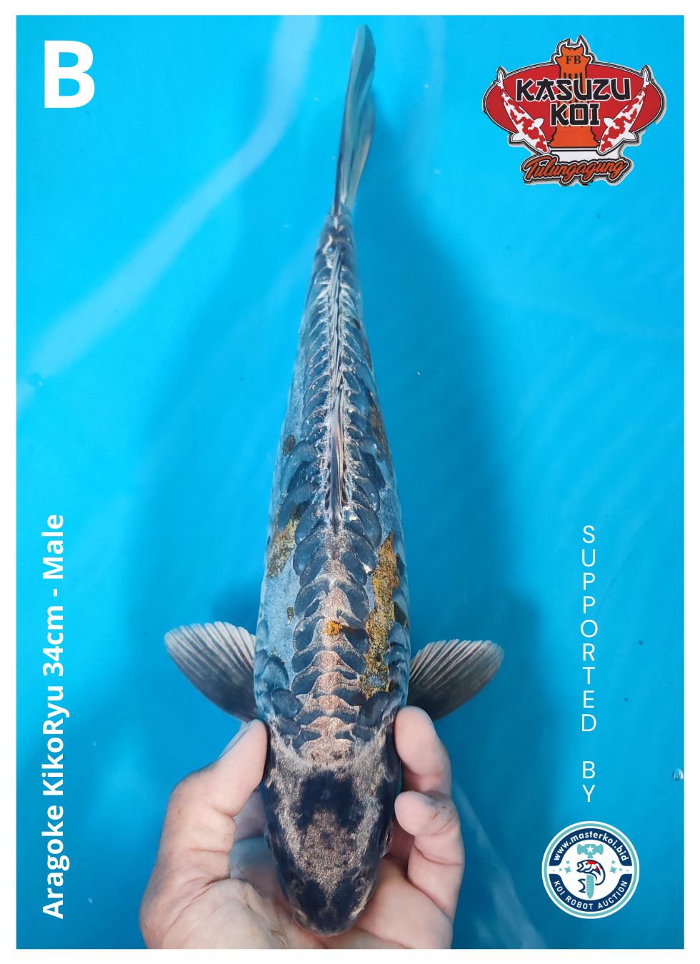 Lelang Koi Online, Jual Beli Ikan Koi, Pusat Jual Beli Koi, Info Lelang Koi Hari Ini, Platform Jual Beli Koi, Jual Beli Ikan Koi Online, Marketplace Ikan Koi, Jual Koi Terbaik, Tempat Beli Koi Berkualitas, Pasar Ikan Koi Online Terpercaya, Penjual Ikan Koi Terpercaya, Beli Koi Hias Online, Ikan Koi untuk Dijual, Koi Kualitas Terbaik, Toko Online Ikan Koi, Koi Hias Untuk Dijual, Jual Beli Ikan Koi Lokal, Koi Indonesia Online, Pusat Jual Beli Koi Terbesar