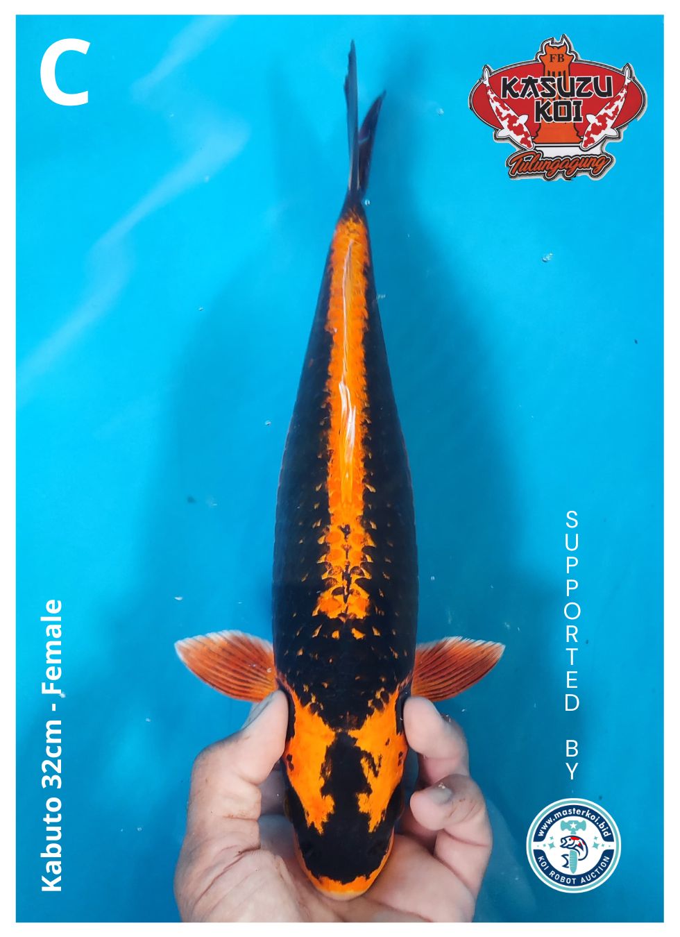 Lelang Koi Online, Jual Beli Ikan Koi, Pusat Jual Beli Koi, Info Lelang Koi Hari Ini, Platform Jual Beli Koi, Jual Beli Ikan Koi Online, Marketplace Ikan Koi, Jual Koi Terbaik, Tempat Beli Koi Berkualitas, Pasar Ikan Koi Online Terpercaya, Penjual Ikan Koi Terpercaya, Beli Koi Hias Online, Ikan Koi untuk Dijual, Koi Kualitas Terbaik, Toko Online Ikan Koi, Koi Hias Untuk Dijual, Jual Beli Ikan Koi Lokal, Koi Indonesia Online, Pusat Jual Beli Koi Terbesar