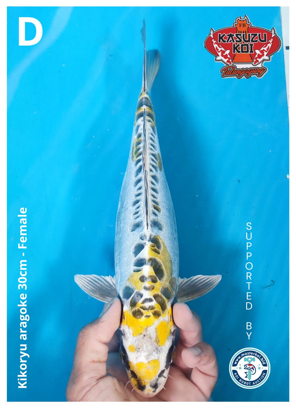 Lelang Koi Online, Jual Beli Ikan Koi, Pusat Jual Beli Koi, Info Lelang Koi Hari Ini, Platform Jual Beli Koi, Jual Beli Ikan Koi Online, Marketplace Ikan Koi, Jual Koi Terbaik, Tempat Beli Koi Berkualitas, Pasar Ikan Koi Online Terpercaya, Penjual Ikan Koi Terpercaya, Beli Koi Hias Online, Ikan Koi untuk Dijual, Koi Kualitas Terbaik, Toko Online Ikan Koi, Koi Hias Untuk Dijual, Jual Beli Ikan Koi Lokal, Koi Indonesia Online, Pusat Jual Beli Koi Terbesar