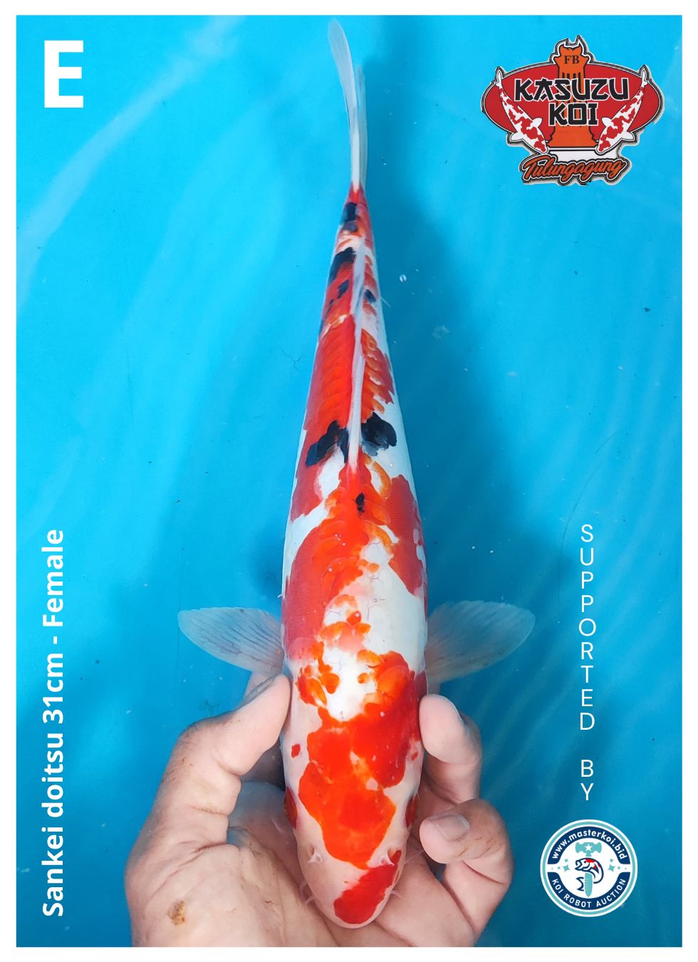 Lelang Koi Online, Jual Beli Ikan Koi, Pusat Jual Beli Koi, Info Lelang Koi Hari Ini, Platform Jual Beli Koi, Jual Beli Ikan Koi Online, Marketplace Ikan Koi, Jual Koi Terbaik, Tempat Beli Koi Berkualitas, Pasar Ikan Koi Online Terpercaya, Penjual Ikan Koi Terpercaya, Beli Koi Hias Online, Ikan Koi untuk Dijual, Koi Kualitas Terbaik, Toko Online Ikan Koi, Koi Hias Untuk Dijual, Jual Beli Ikan Koi Lokal, Koi Indonesia Online, Pusat Jual Beli Koi Terbesar