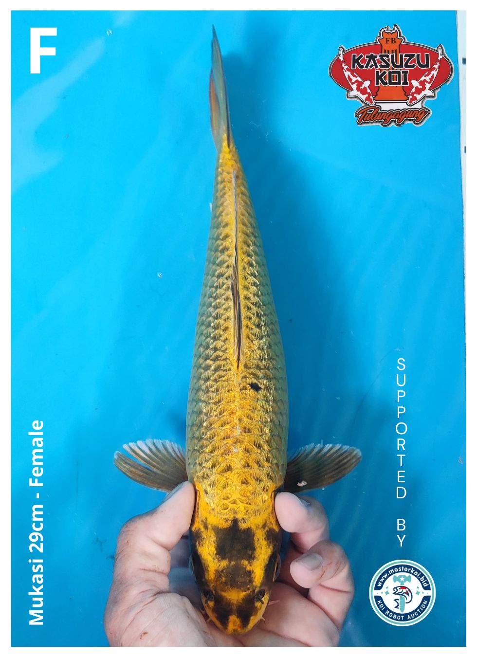 Lelang Koi Online, Jual Beli Ikan Koi, Pusat Jual Beli Koi, Info Lelang Koi Hari Ini, Platform Jual Beli Koi, Jual Beli Ikan Koi Online, Marketplace Ikan Koi, Jual Koi Terbaik, Tempat Beli Koi Berkualitas, Pasar Ikan Koi Online Terpercaya, Penjual Ikan Koi Terpercaya, Beli Koi Hias Online, Ikan Koi untuk Dijual, Koi Kualitas Terbaik, Toko Online Ikan Koi, Koi Hias Untuk Dijual, Jual Beli Ikan Koi Lokal, Koi Indonesia Online, Pusat Jual Beli Koi Terbesar