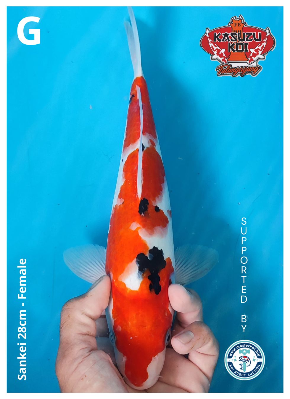 Lelang Koi Online, Jual Beli Ikan Koi, Pusat Jual Beli Koi, Info Lelang Koi Hari Ini, Platform Jual Beli Koi, Jual Beli Ikan Koi Online, Marketplace Ikan Koi, Jual Koi Terbaik, Tempat Beli Koi Berkualitas, Pasar Ikan Koi Online Terpercaya, Penjual Ikan Koi Terpercaya, Beli Koi Hias Online, Ikan Koi untuk Dijual, Koi Kualitas Terbaik, Toko Online Ikan Koi, Koi Hias Untuk Dijual, Jual Beli Ikan Koi Lokal, Koi Indonesia Online, Pusat Jual Beli Koi Terbesar