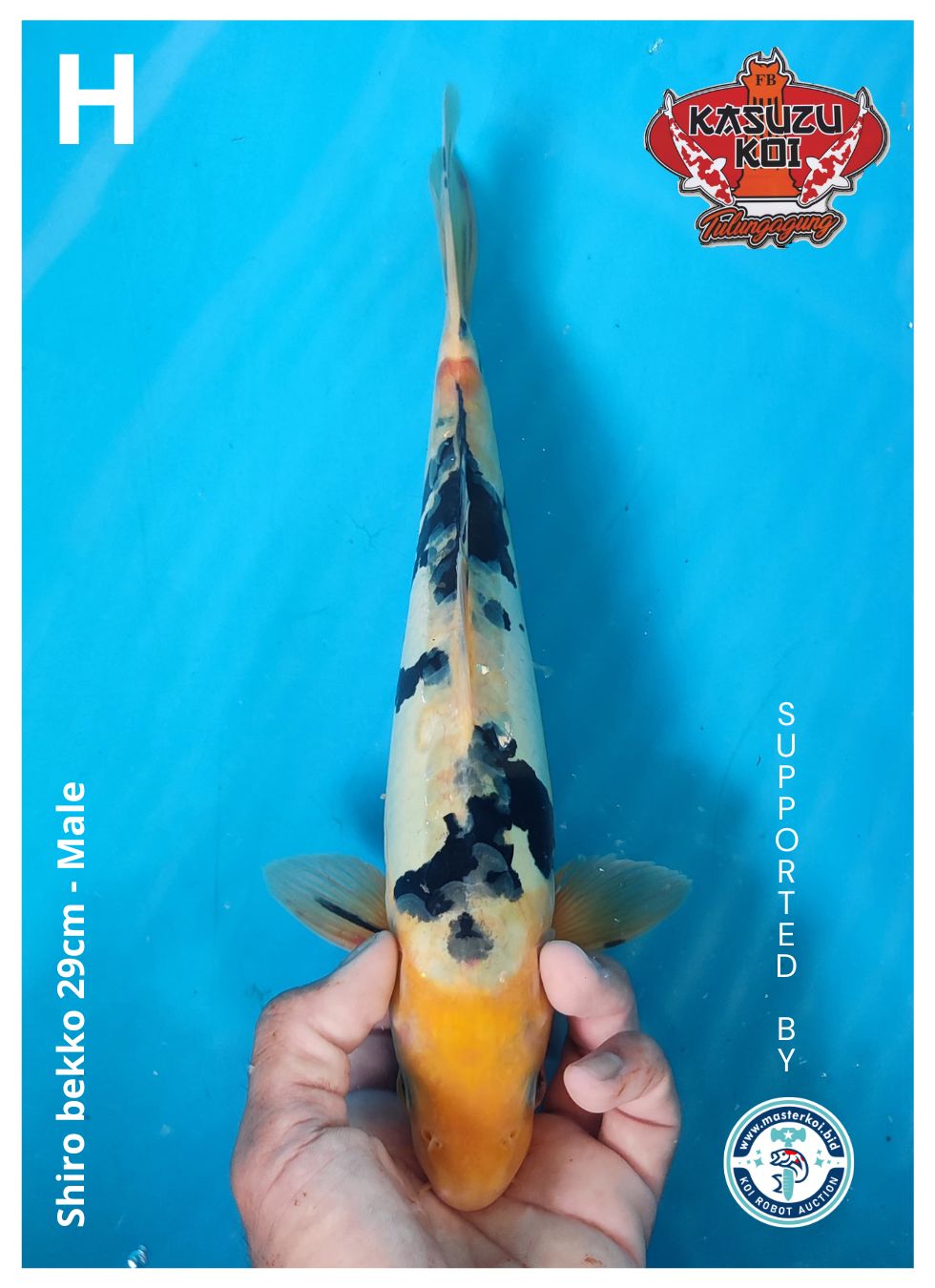 Lelang Koi Online, Jual Beli Ikan Koi, Pusat Jual Beli Koi, Info Lelang Koi Hari Ini, Platform Jual Beli Koi, Jual Beli Ikan Koi Online, Marketplace Ikan Koi, Jual Koi Terbaik, Tempat Beli Koi Berkualitas, Pasar Ikan Koi Online Terpercaya, Penjual Ikan Koi Terpercaya, Beli Koi Hias Online, Ikan Koi untuk Dijual, Koi Kualitas Terbaik, Toko Online Ikan Koi, Koi Hias Untuk Dijual, Jual Beli Ikan Koi Lokal, Koi Indonesia Online, Pusat Jual Beli Koi Terbesar