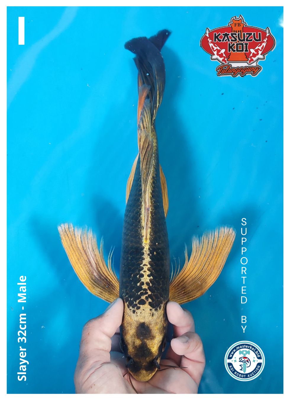 Lelang Koi Online, Jual Beli Ikan Koi, Pusat Jual Beli Koi, Info Lelang Koi Hari Ini, Platform Jual Beli Koi, Jual Beli Ikan Koi Online, Marketplace Ikan Koi, Jual Koi Terbaik, Tempat Beli Koi Berkualitas, Pasar Ikan Koi Online Terpercaya, Penjual Ikan Koi Terpercaya, Beli Koi Hias Online, Ikan Koi untuk Dijual, Koi Kualitas Terbaik, Toko Online Ikan Koi, Koi Hias Untuk Dijual, Jual Beli Ikan Koi Lokal, Koi Indonesia Online, Pusat Jual Beli Koi Terbesar