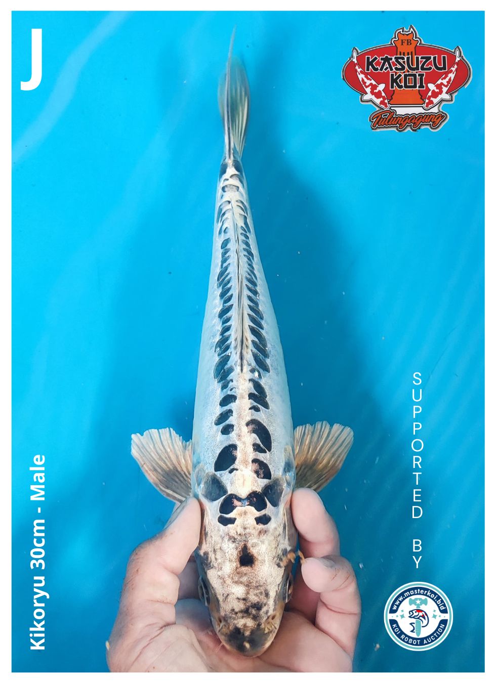 Lelang Koi Online, Jual Beli Ikan Koi, Pusat Jual Beli Koi, Info Lelang Koi Hari Ini, Platform Jual Beli Koi, Jual Beli Ikan Koi Online, Marketplace Ikan Koi, Jual Koi Terbaik, Tempat Beli Koi Berkualitas, Pasar Ikan Koi Online Terpercaya, Penjual Ikan Koi Terpercaya, Beli Koi Hias Online, Ikan Koi untuk Dijual, Koi Kualitas Terbaik, Toko Online Ikan Koi, Koi Hias Untuk Dijual, Jual Beli Ikan Koi Lokal, Koi Indonesia Online, Pusat Jual Beli Koi Terbesar