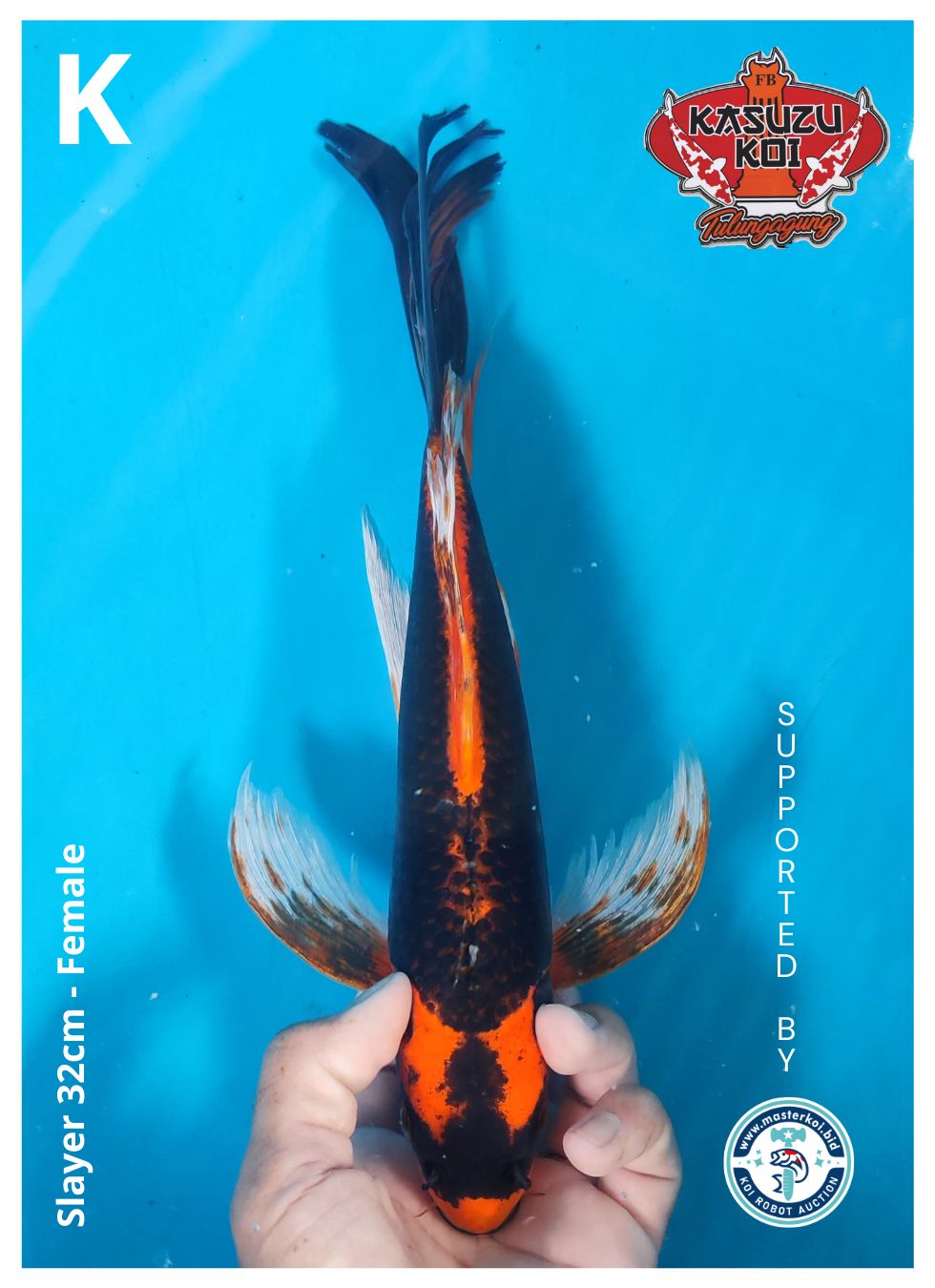 Lelang Koi Online, Jual Beli Ikan Koi, Pusat Jual Beli Koi, Info Lelang Koi Hari Ini, Platform Jual Beli Koi, Jual Beli Ikan Koi Online, Marketplace Ikan Koi, Jual Koi Terbaik, Tempat Beli Koi Berkualitas, Pasar Ikan Koi Online Terpercaya, Penjual Ikan Koi Terpercaya, Beli Koi Hias Online, Ikan Koi untuk Dijual, Koi Kualitas Terbaik, Toko Online Ikan Koi, Koi Hias Untuk Dijual, Jual Beli Ikan Koi Lokal, Koi Indonesia Online, Pusat Jual Beli Koi Terbesar