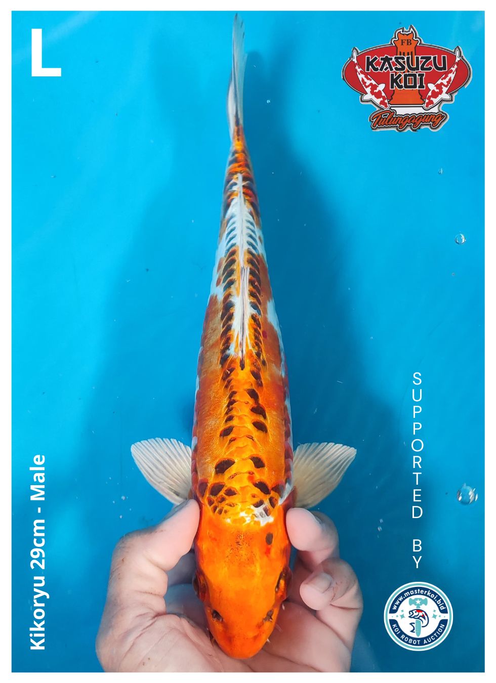 Lelang Koi Online, Jual Beli Ikan Koi, Pusat Jual Beli Koi, Info Lelang Koi Hari Ini, Platform Jual Beli Koi, Jual Beli Ikan Koi Online, Marketplace Ikan Koi, Jual Koi Terbaik, Tempat Beli Koi Berkualitas, Pasar Ikan Koi Online Terpercaya, Penjual Ikan Koi Terpercaya, Beli Koi Hias Online, Ikan Koi untuk Dijual, Koi Kualitas Terbaik, Toko Online Ikan Koi, Koi Hias Untuk Dijual, Jual Beli Ikan Koi Lokal, Koi Indonesia Online, Pusat Jual Beli Koi Terbesar